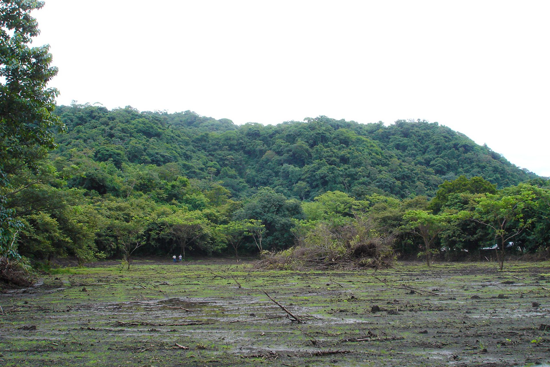 The land before planting: cleared ground and standing water below the forested hill