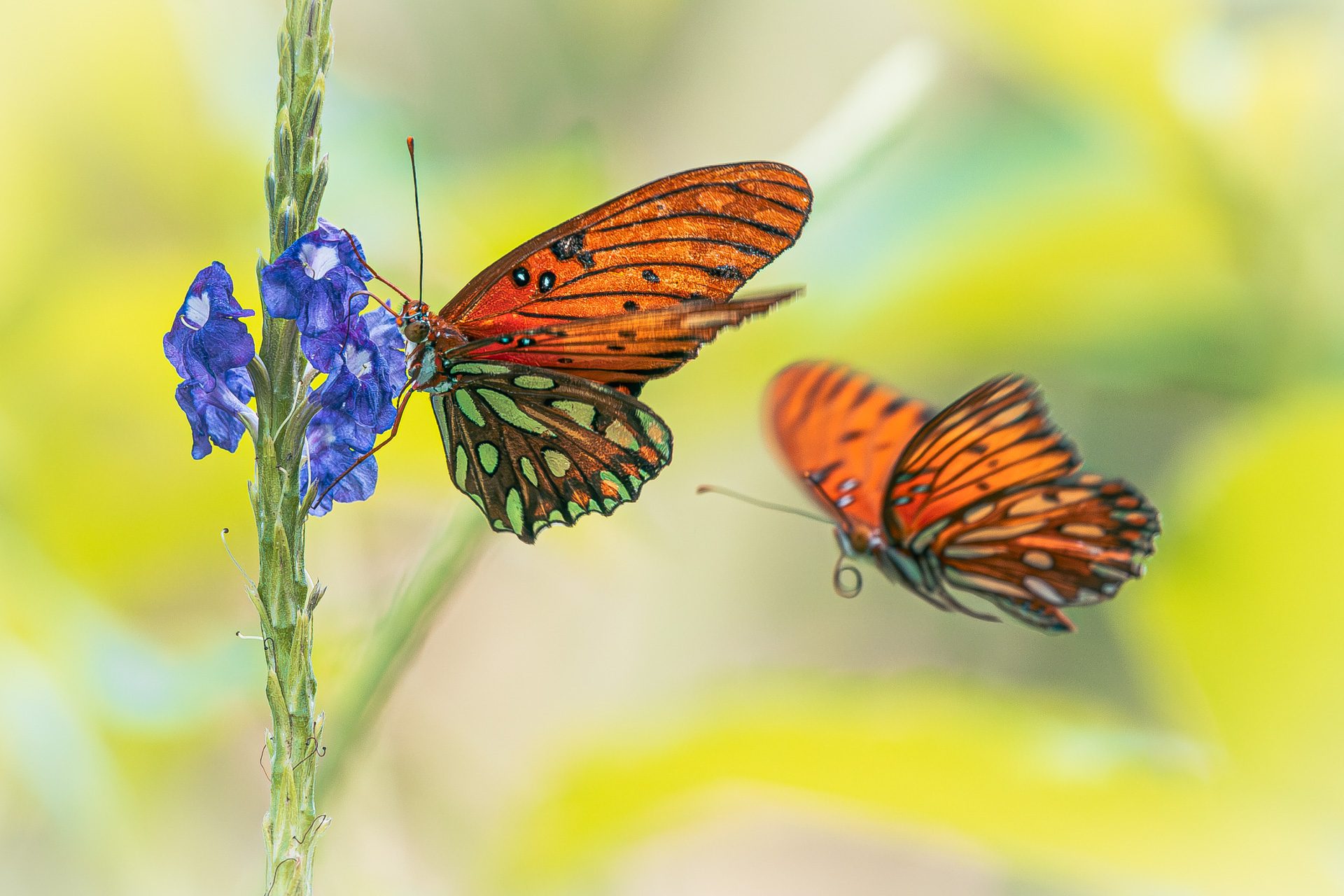 Two gulf fritillary butterflies on blue porterweed in the butterfly garden