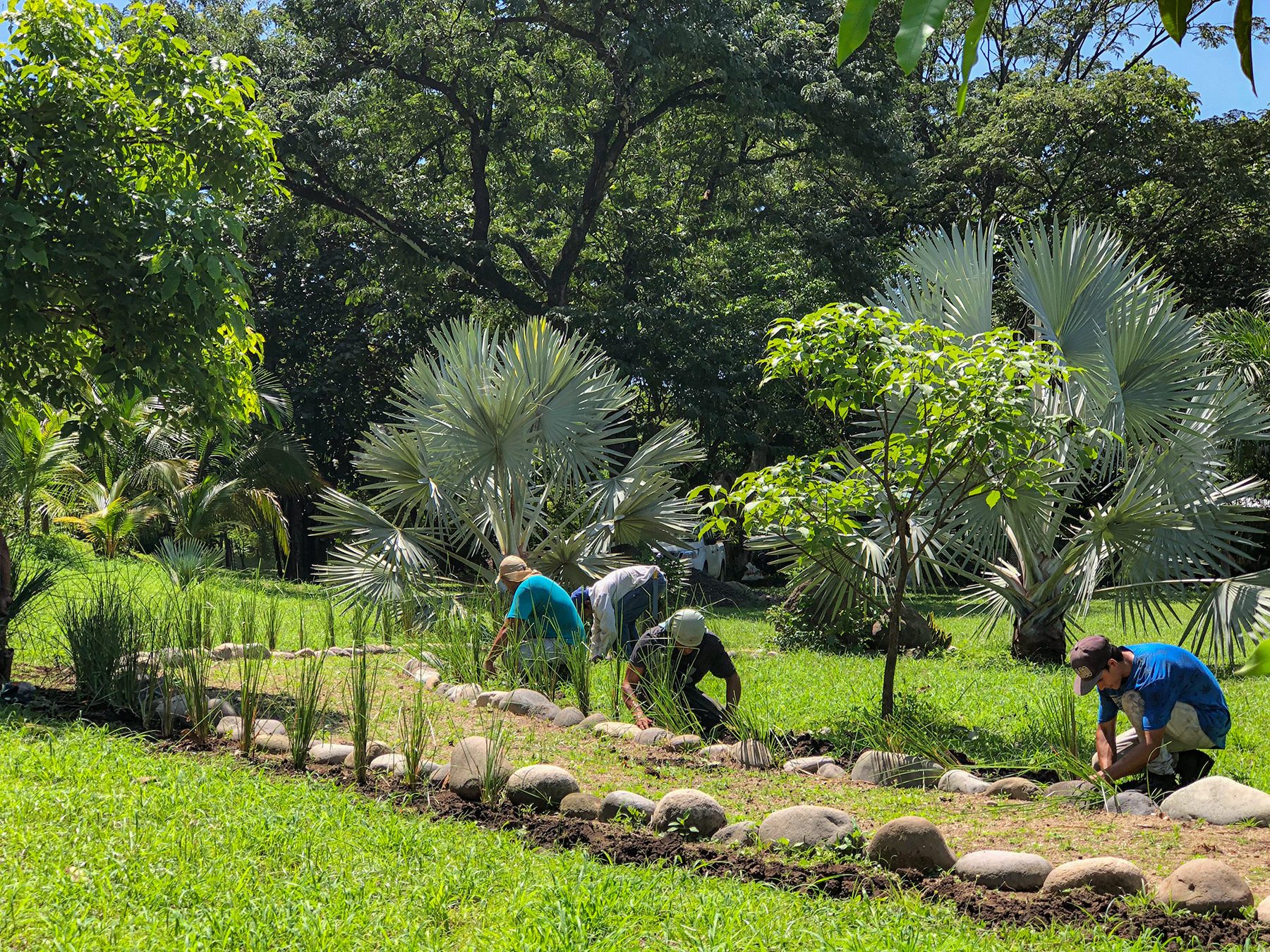 The garden crew planting a new bed below the Bismarck palms