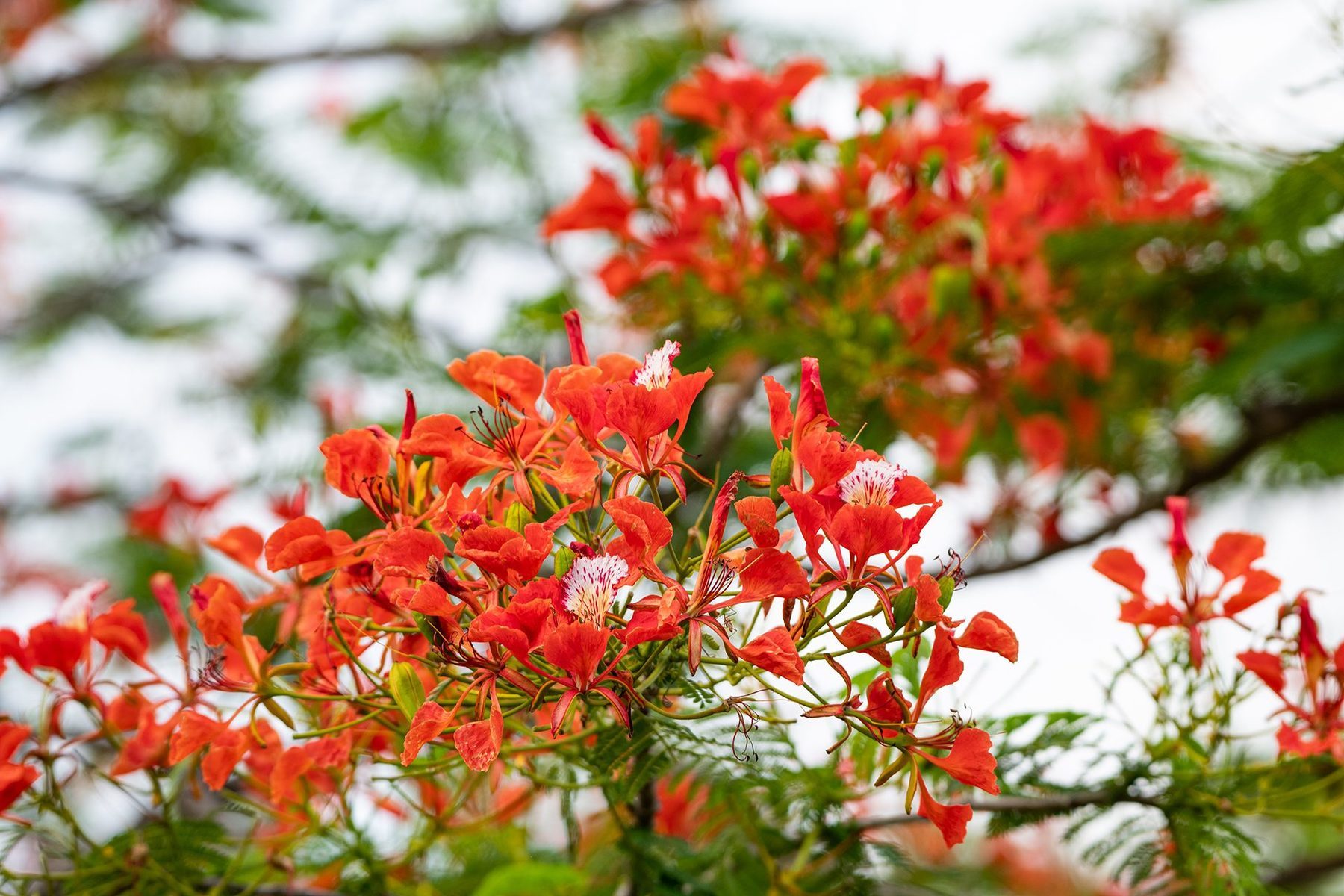 A royal poinciana in flower against the sky