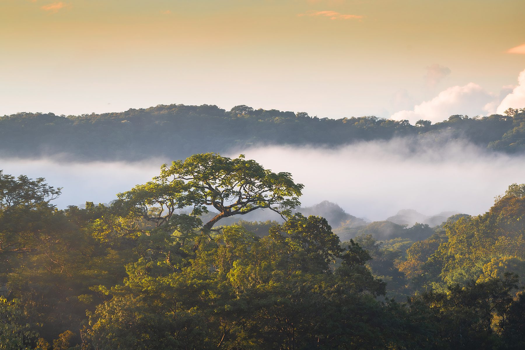 The estate canopy in morning mist
