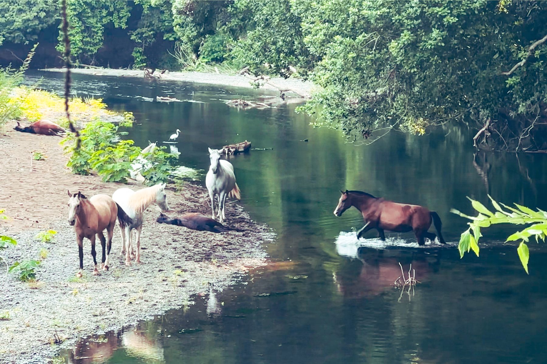 Horses at the Nosara River on the southern boundary