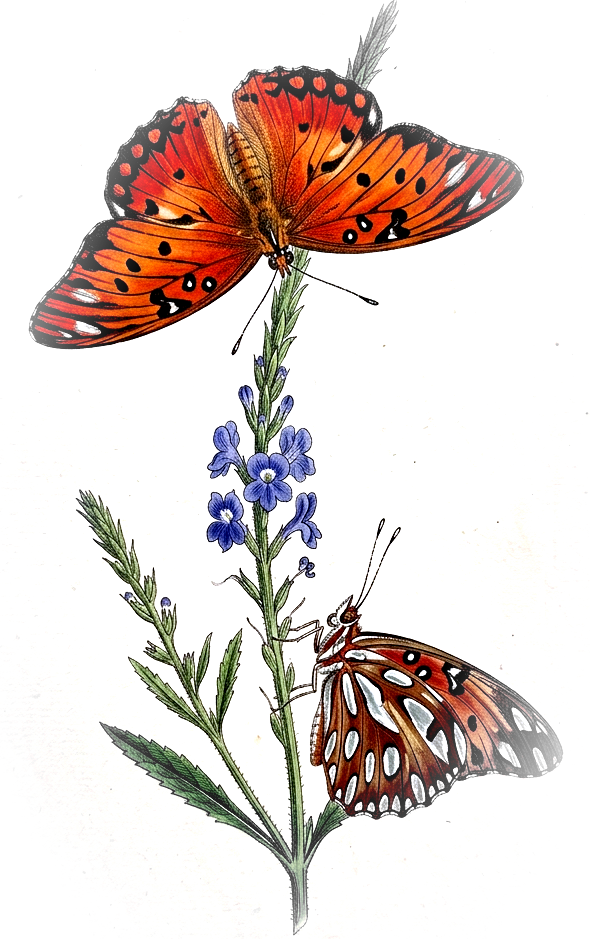 Plate of gulf fritillary butterflies on porterweed