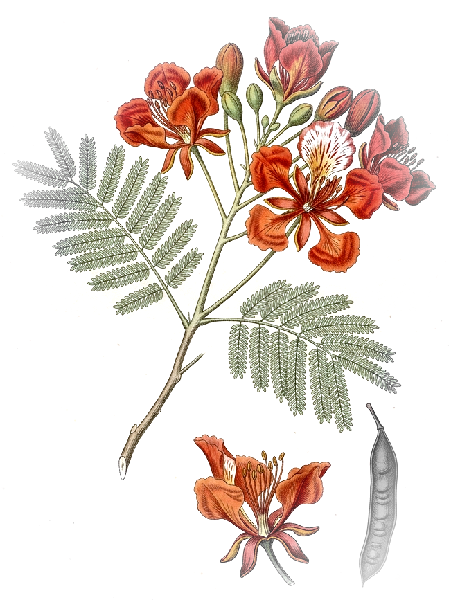 Botanical plate of a royal poinciana spray