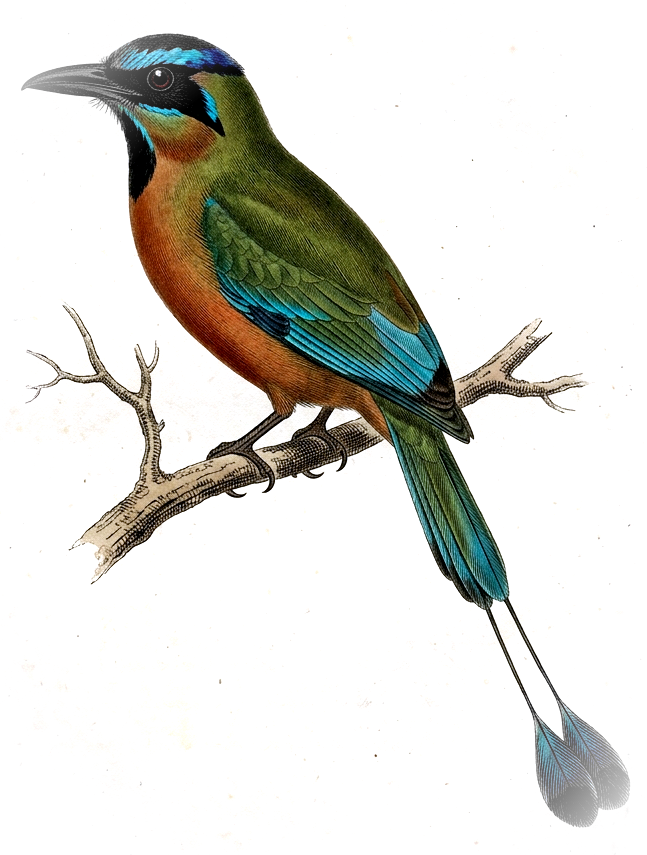 Plate of a turquoise-browed motmot