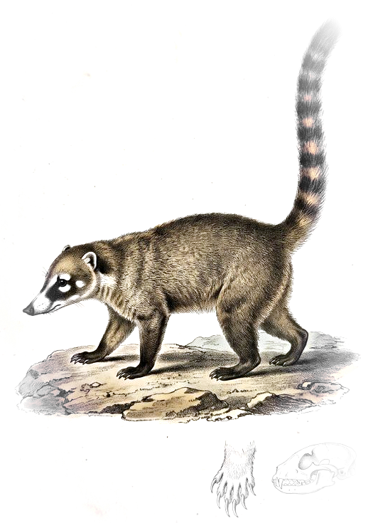 Plate of a white-nosed coati