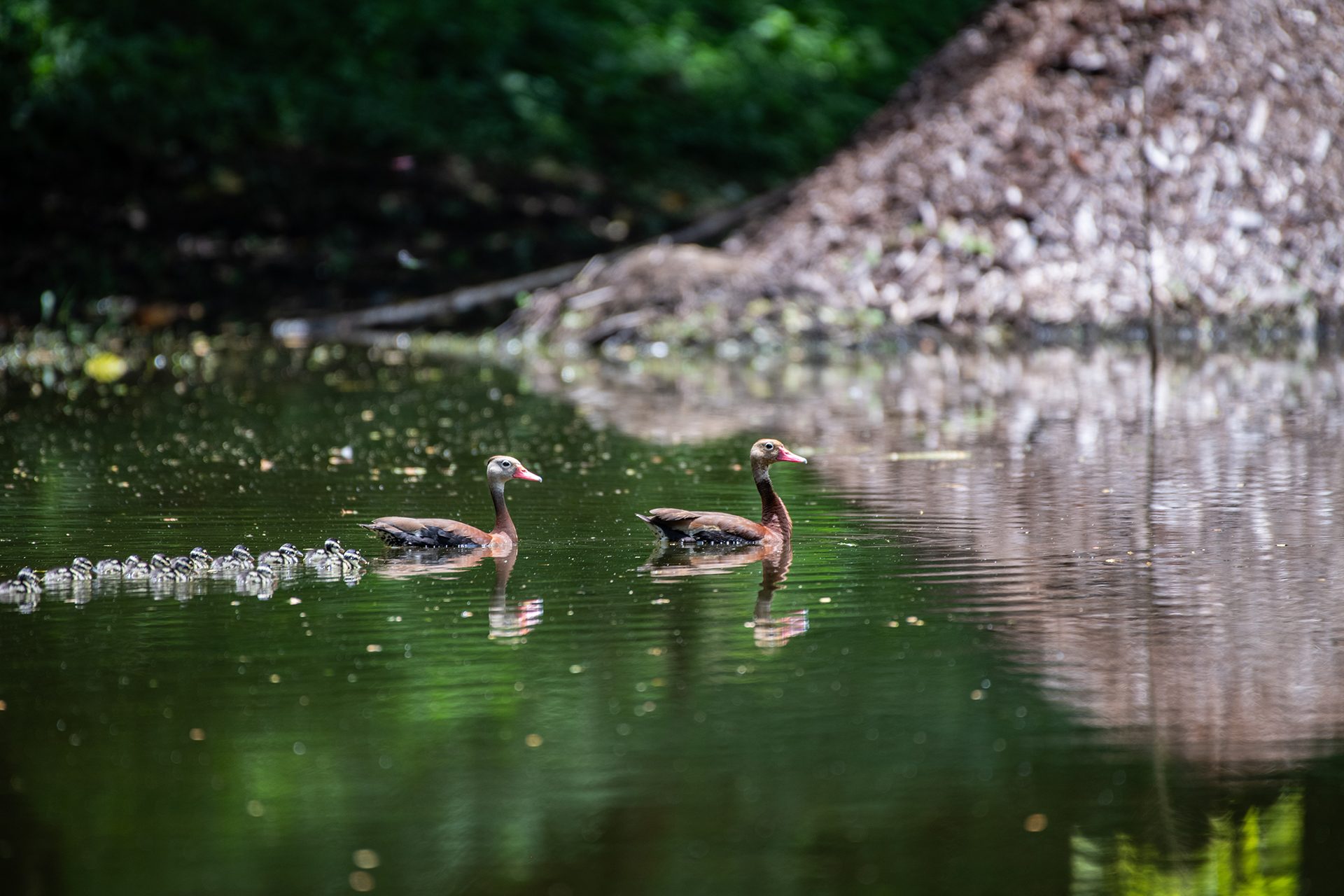 Black-bellied-whistling-duck (Dendrocygna autumnalis) — The Sanctuary Estate, Nosara, Costa Rica