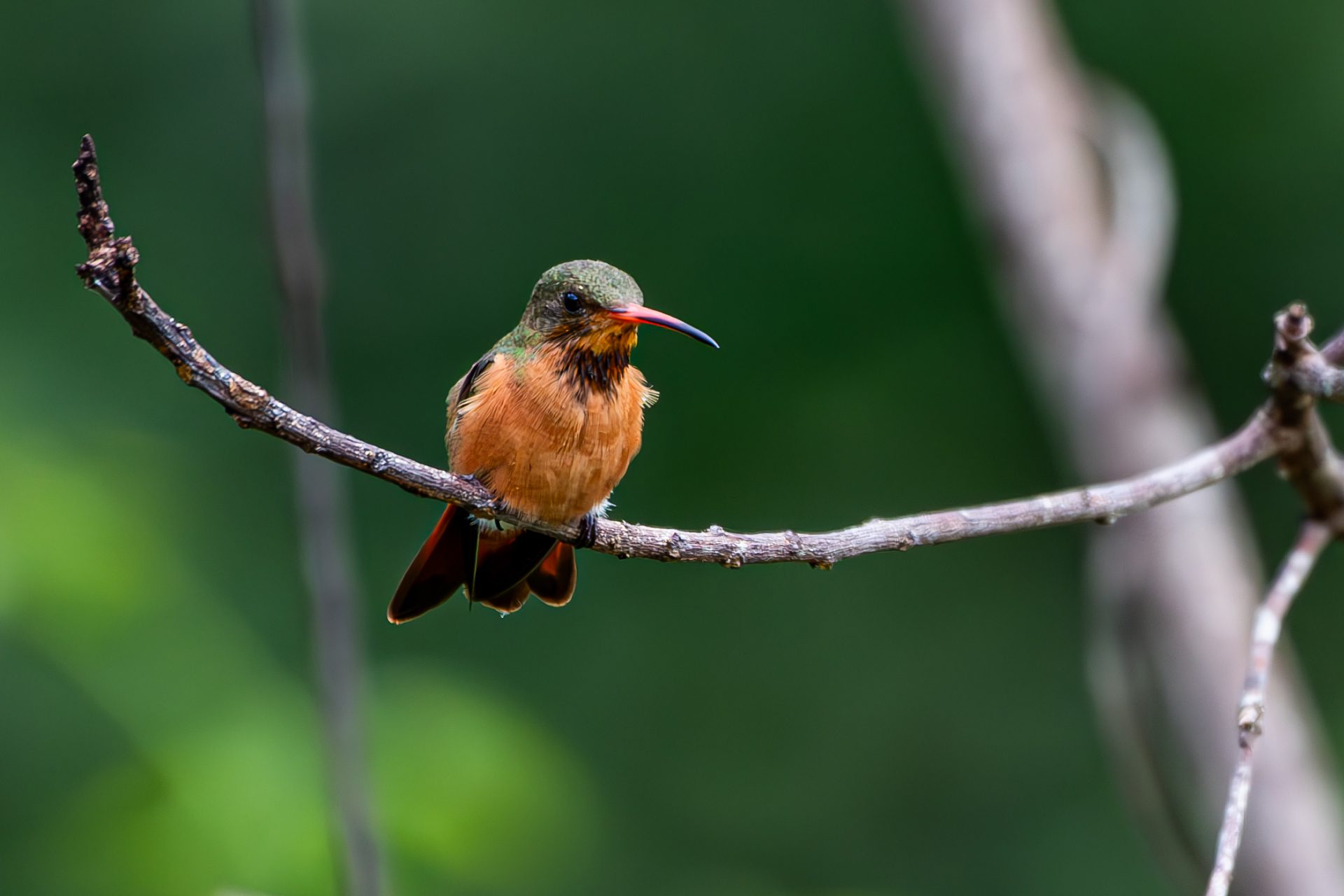 Cinnamon-hummingbird (Amazilia rutila) — The Sanctuary Estate, Nosara, Costa Rica