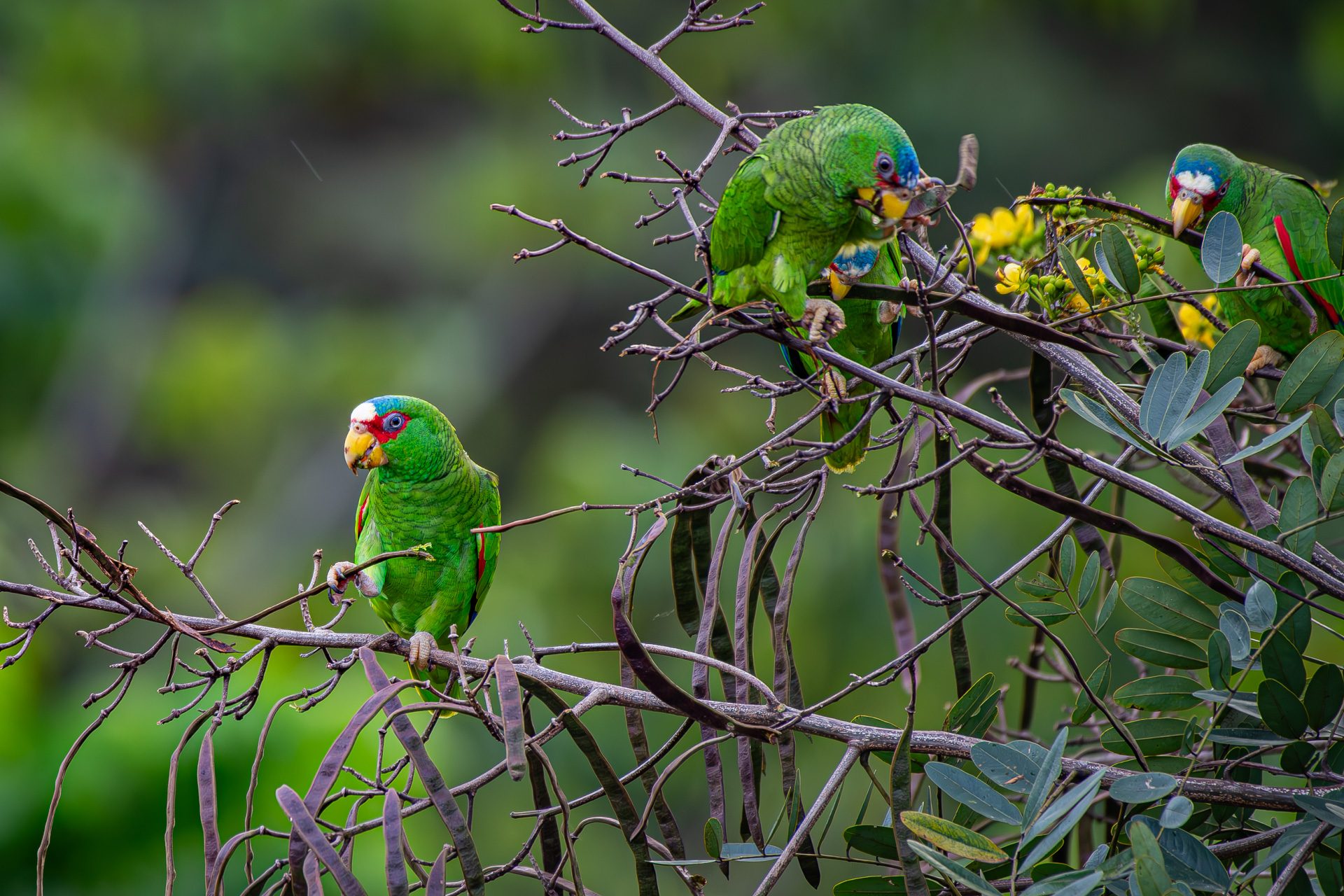 White-fronted-amazon (Amazona albifrons) — The Sanctuary Estate, Nosara, Costa Rica