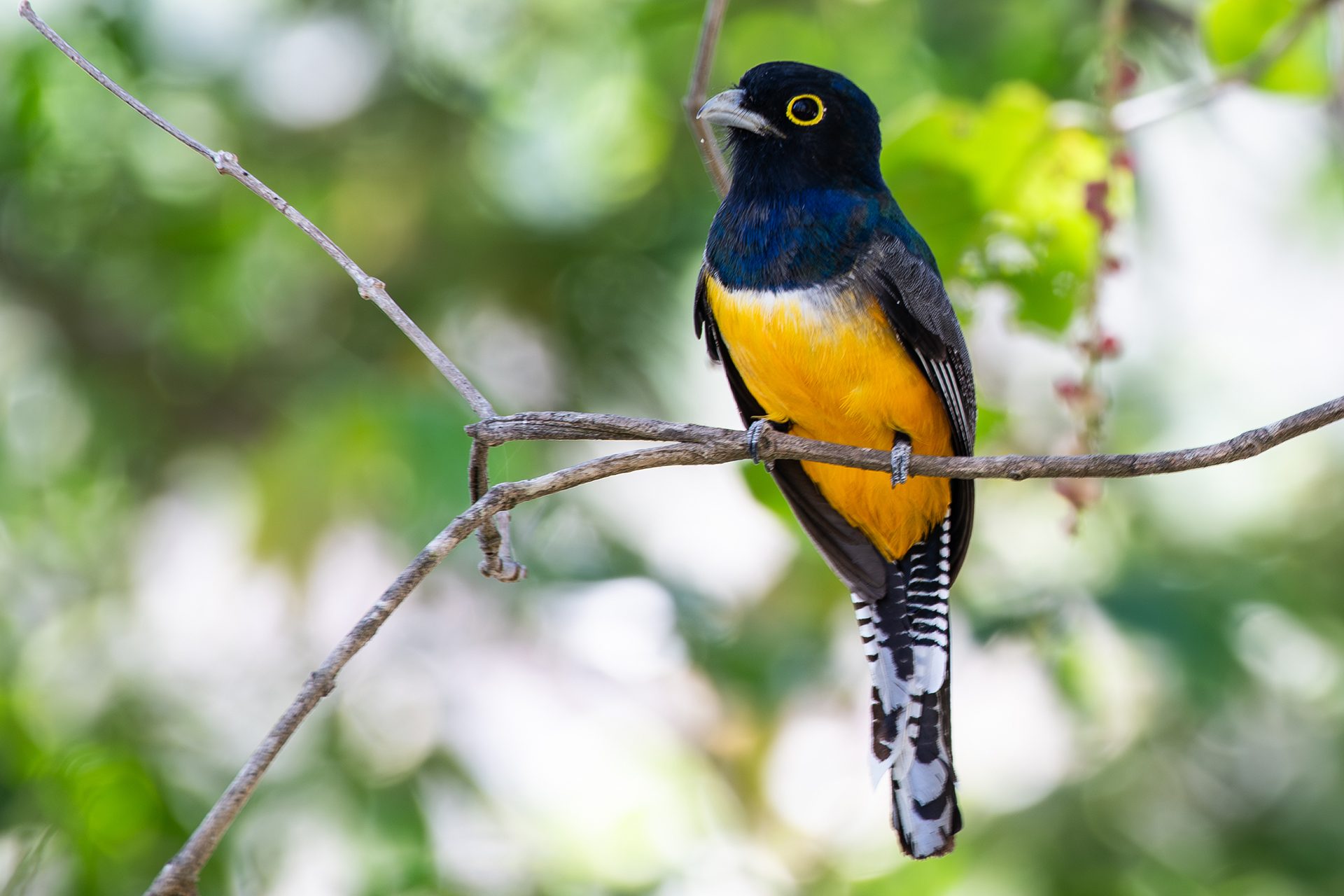 Gartered-trogon (Trogon caligatus) — The Sanctuary Estate, Nosara, Costa Rica