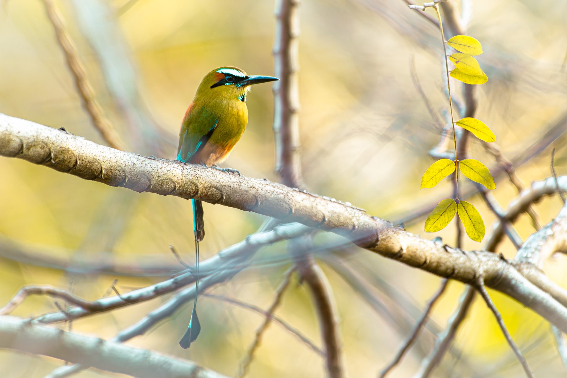 A turquoise-browed motmot perched among branches at The Sanctuary Estate, Nosara, Costa Rica