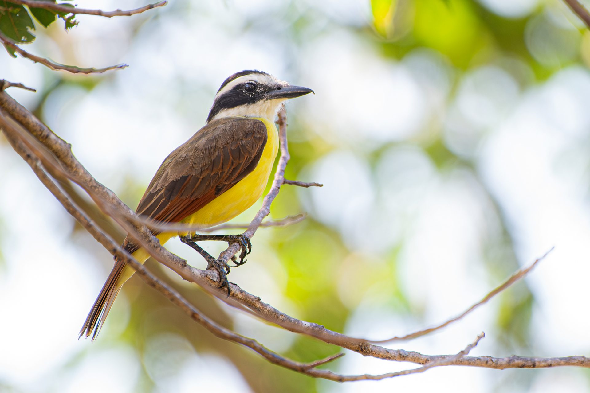 Great-kiskadee (Pitangus sulphuratus) — The Sanctuary Estate, Nosara, Costa Rica