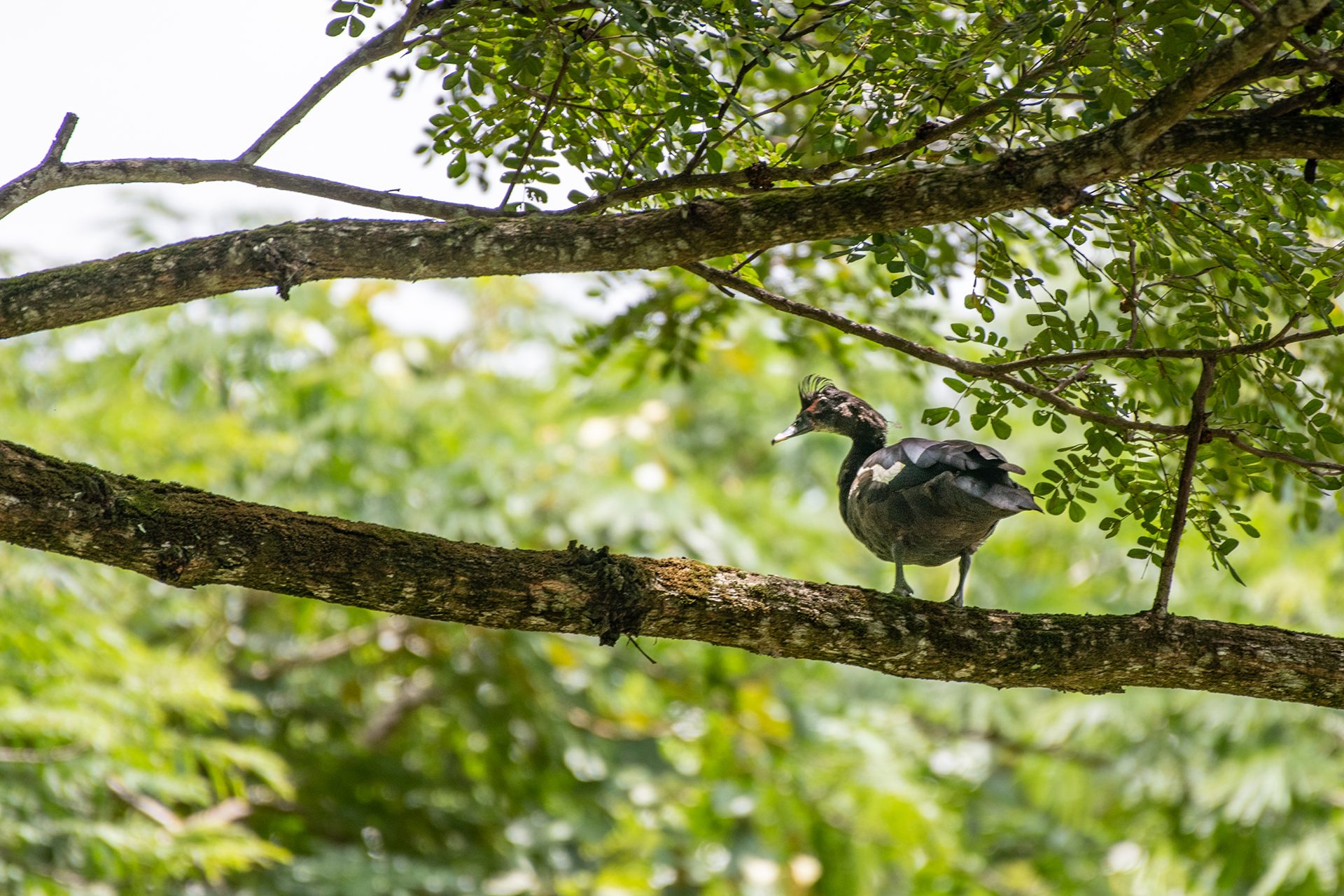 Muscovy-duck (Cairina moschata) — The Sanctuary Estate, Nosara, Costa Rica
