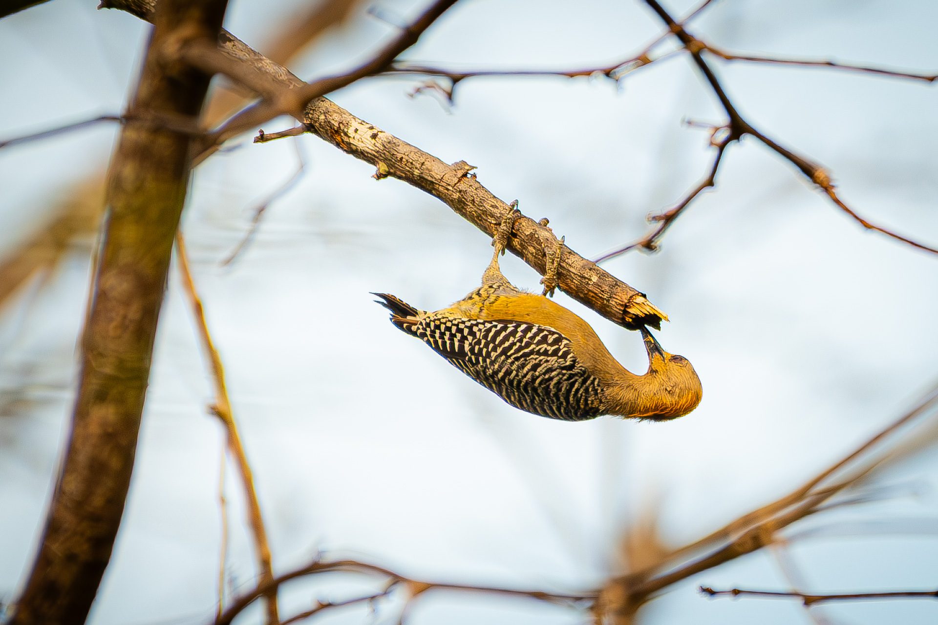 Hoffmanns-woodpecker (Melanerpes hoffmannii) — The Sanctuary Estate, Nosara, Costa Rica