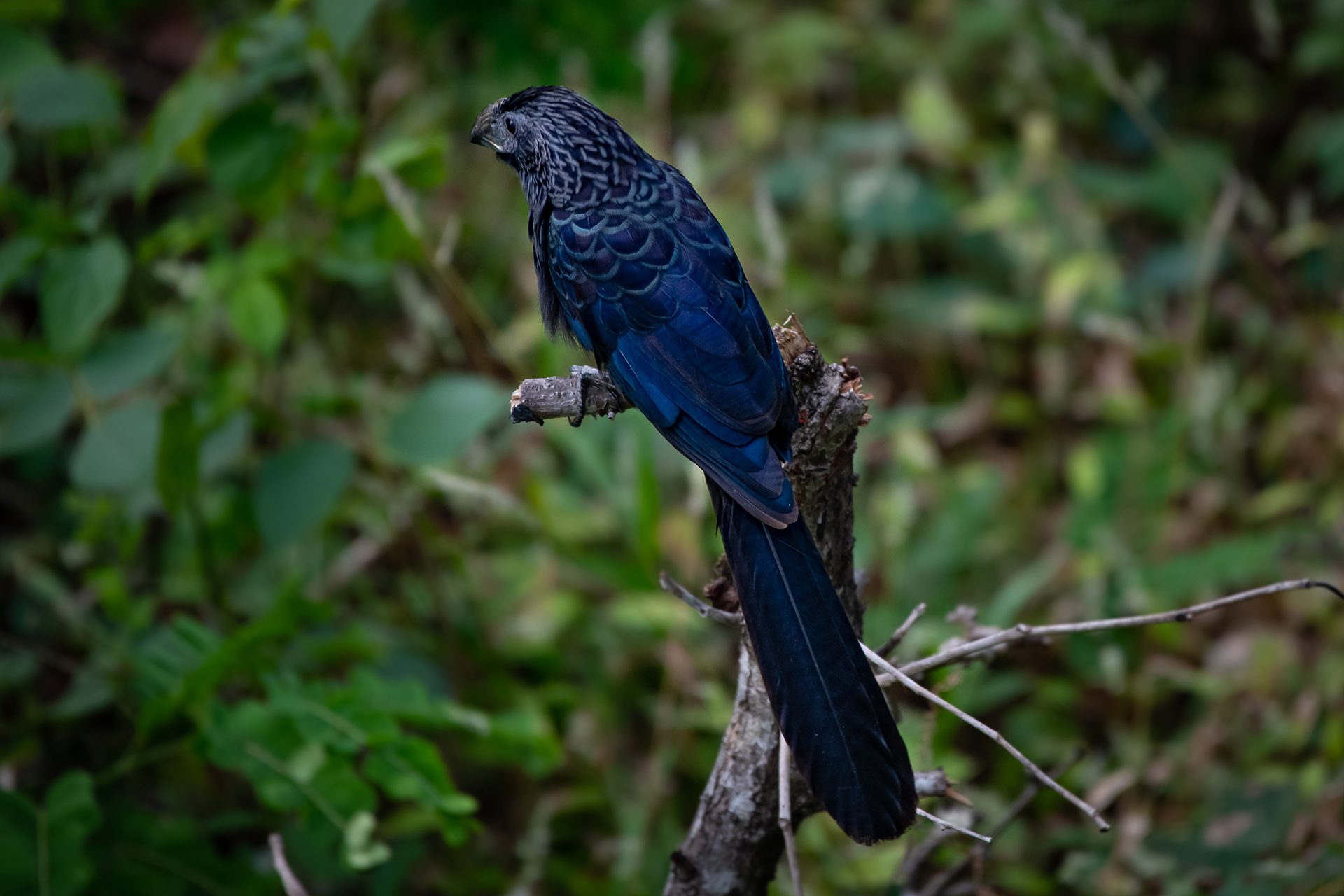 Groove-billed-ani (Crotophaga sulcirostris) — The Sanctuary Estate, Nosara, Costa Rica