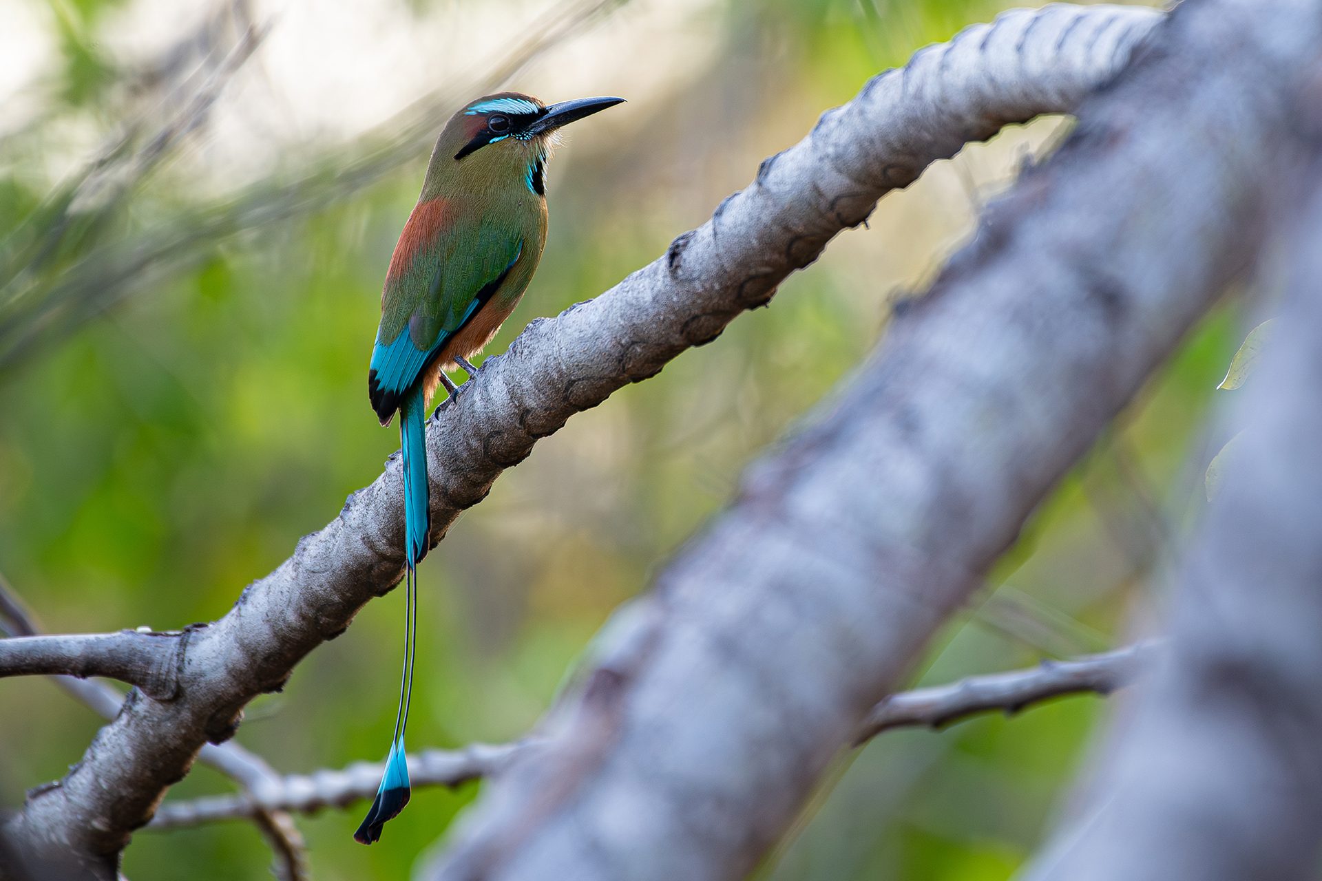 Turquoise-browed-motmot (Eumomota superciliosa) — The Sanctuary Estate, Nosara, Costa Rica