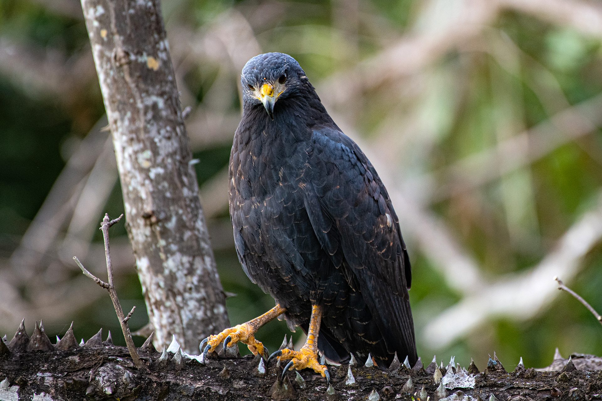 Common-black-hawk (Buteogallus anthracinus) — The Sanctuary Estate, Nosara, Costa Rica