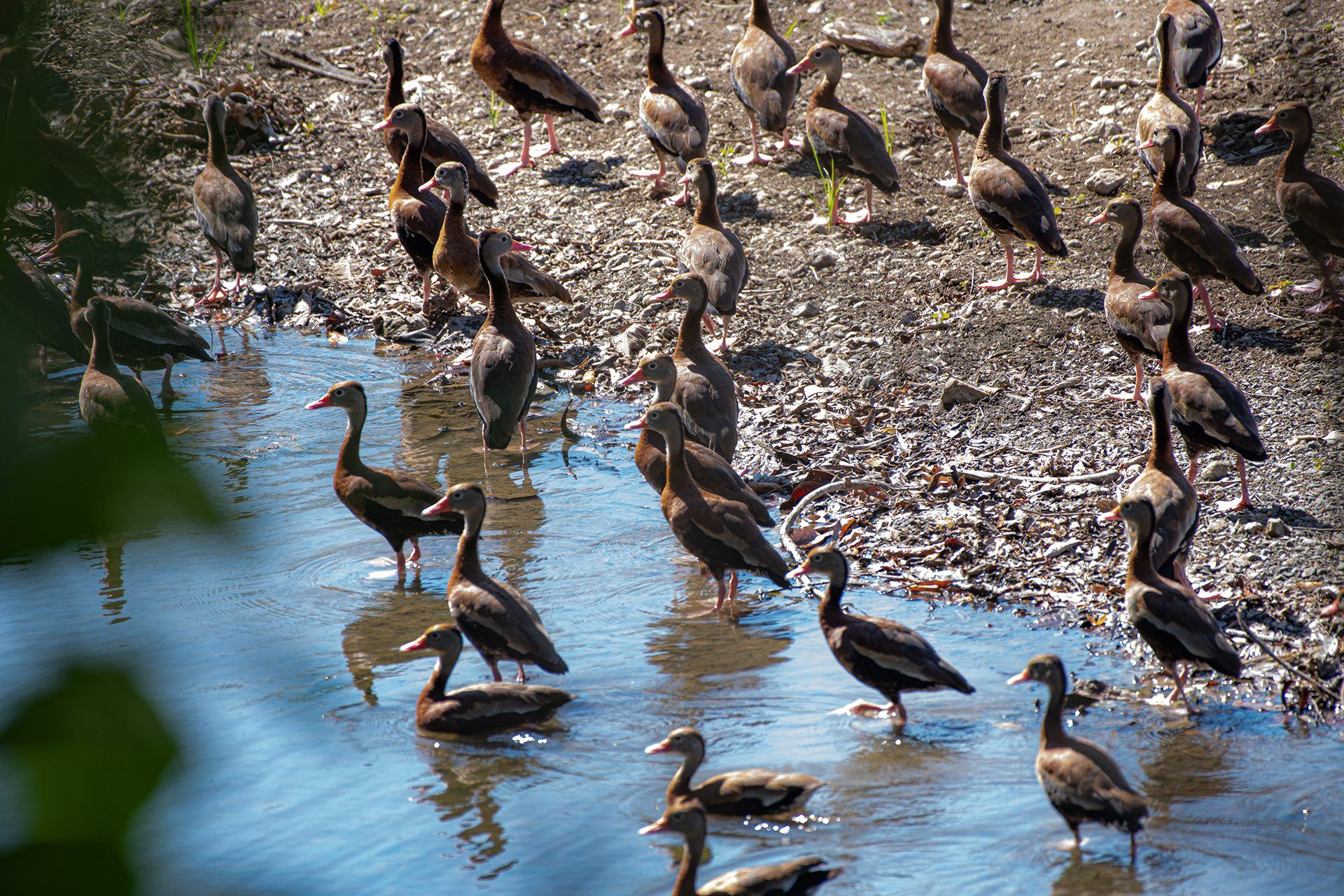 Black-bellied-whistling-duck (Dendrocygna autumnalis) — The Sanctuary Estate, Nosara, Costa Rica