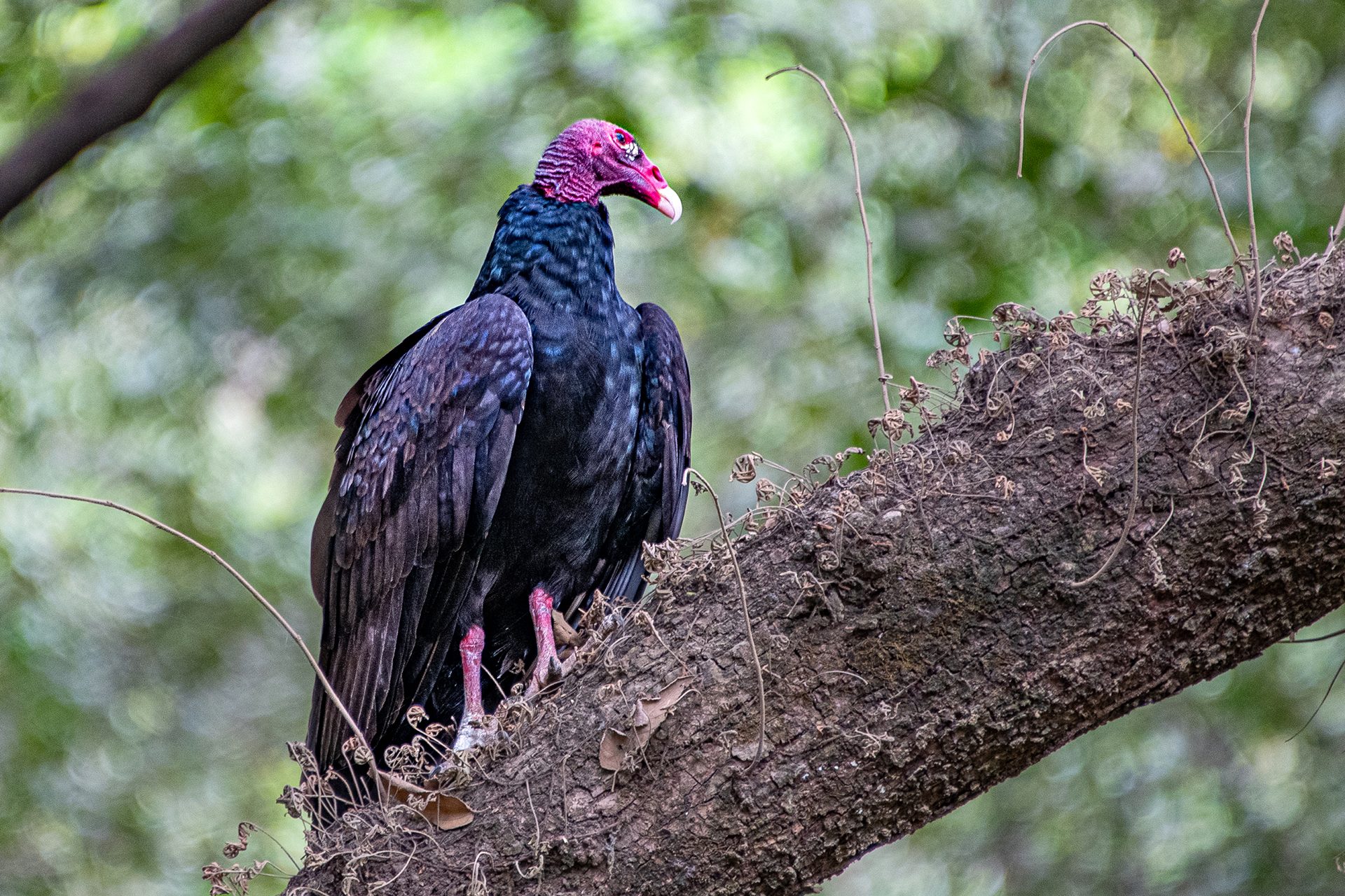 Turkey-vulture (Cathartes aura) — The Sanctuary Estate, Nosara, Costa Rica