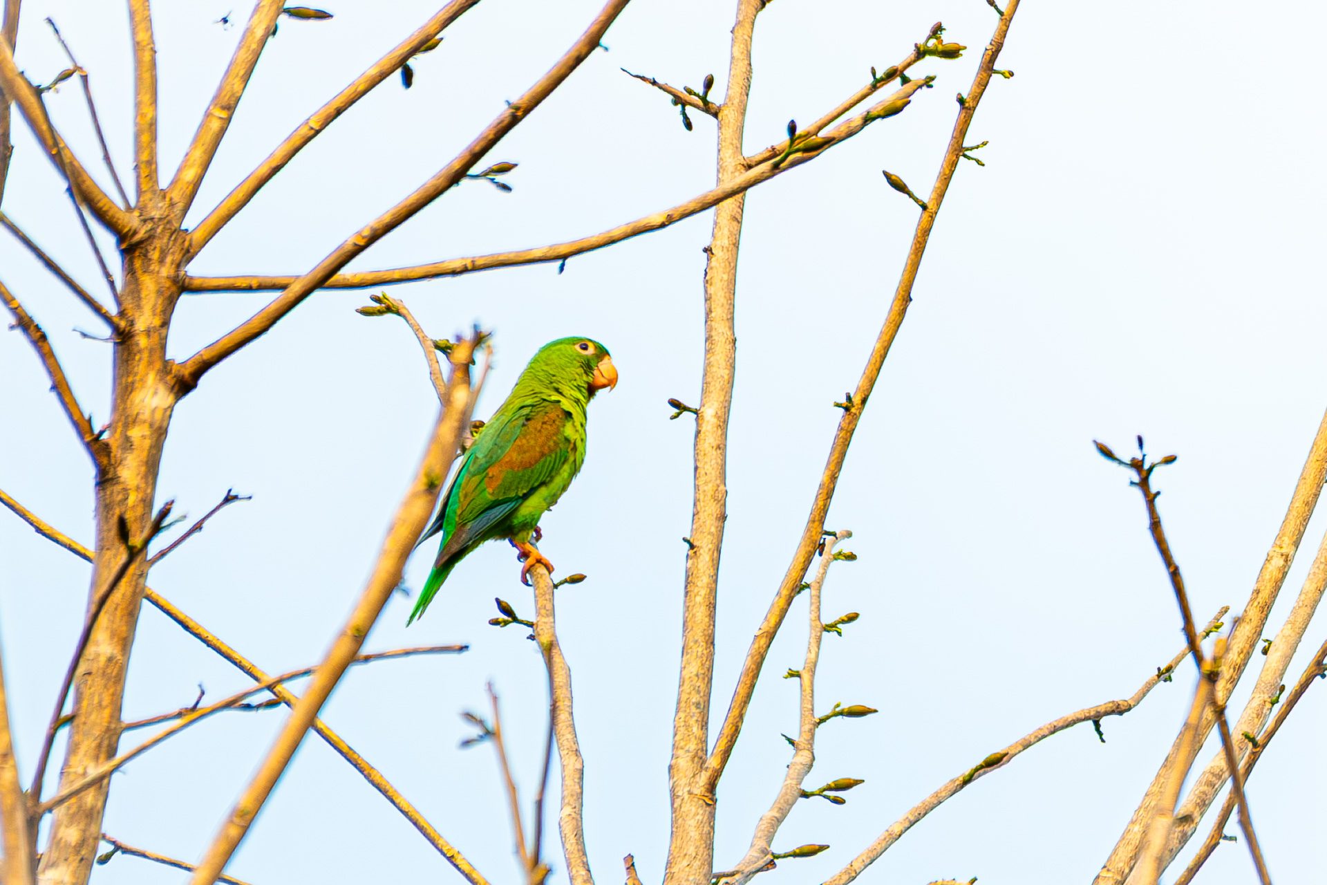 Alexandrine-parakeet (Psittacula eupatria) — The Sanctuary Estate, Nosara, Costa Rica