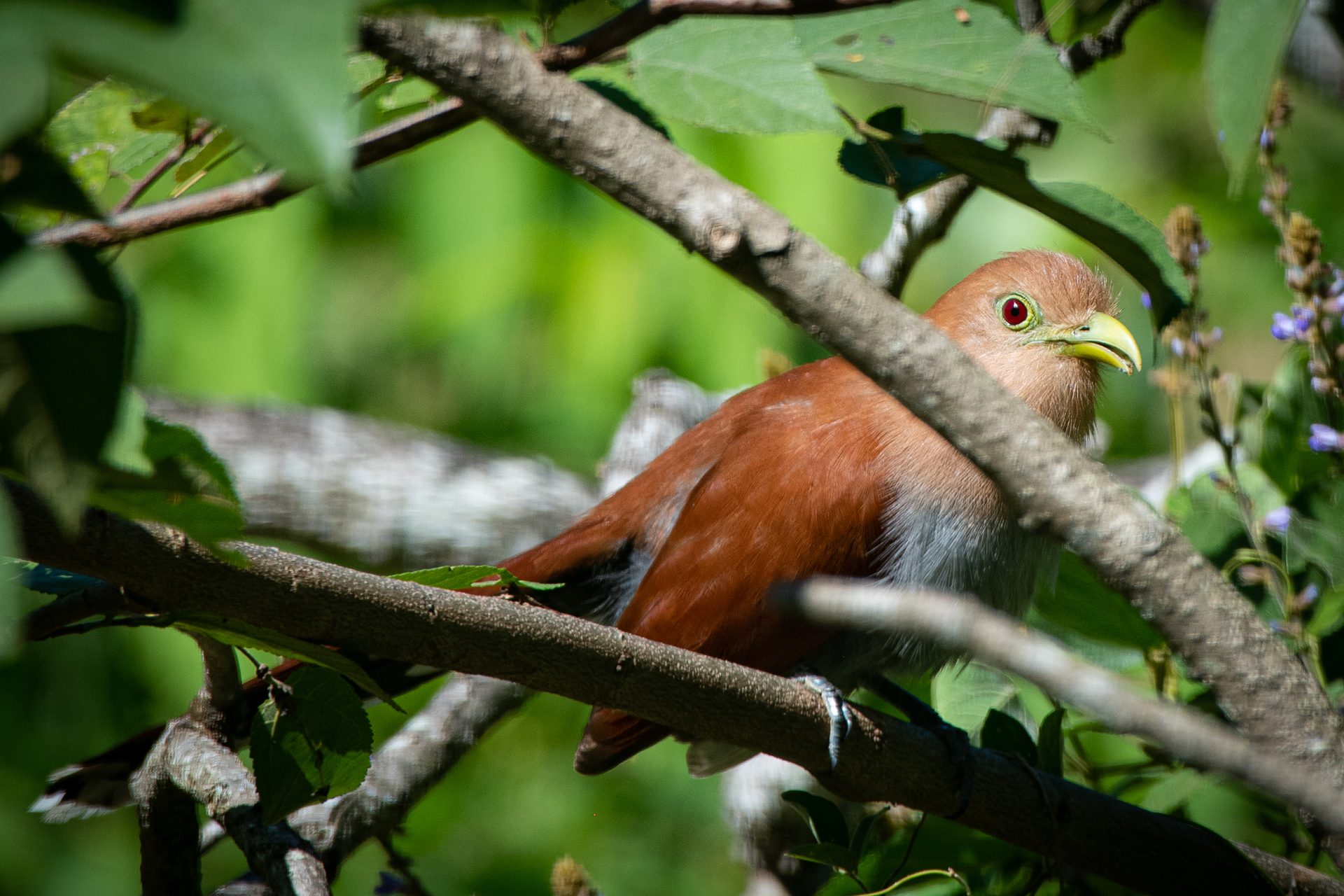 Squirrel-cuckoo (Piaya cayana) — The Sanctuary Estate, Nosara, Costa Rica