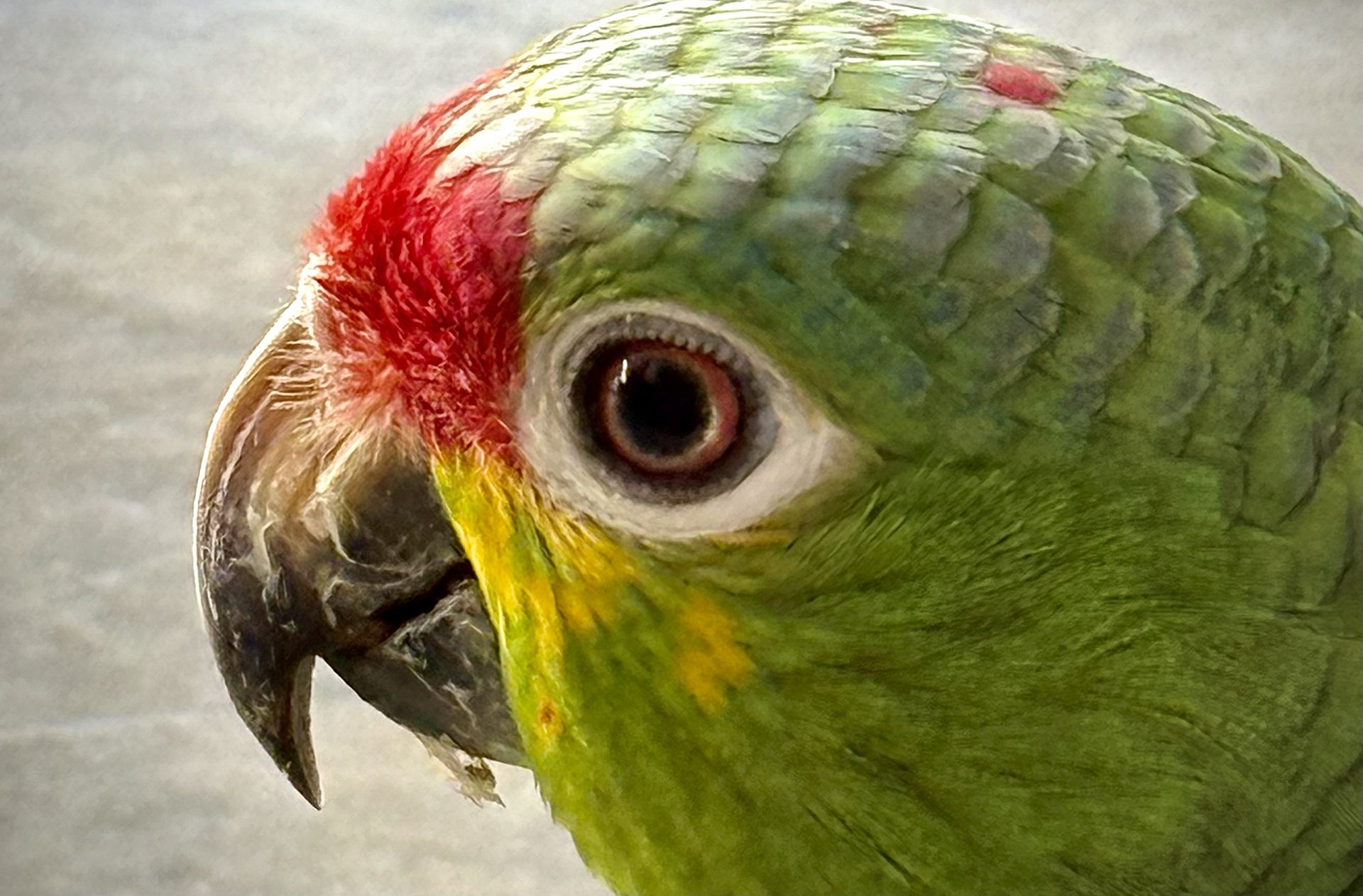 Red-lored (Amazon parrot) — The Sanctuary Estate, Nosara, Costa Rica