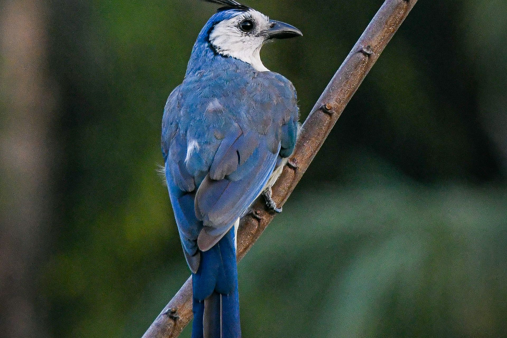 White-throated-magpie-jay (Cyanocorax formosus) — The Sanctuary Estate, Nosara, Costa Rica