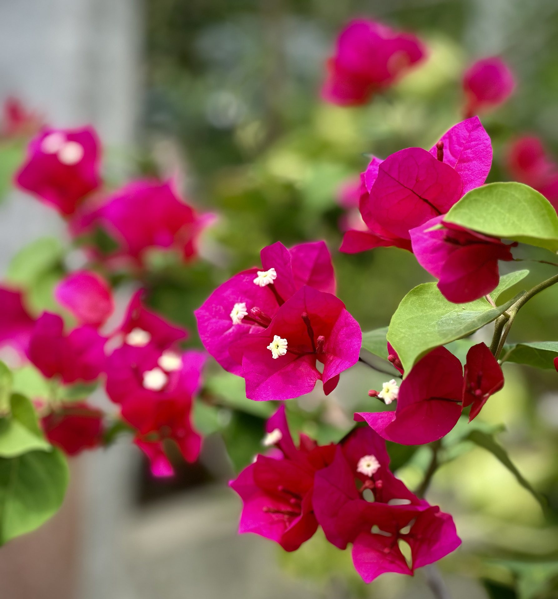 Flowers & Flora — photo collection from The Sanctuary Estate, Nosara, Costa Rica