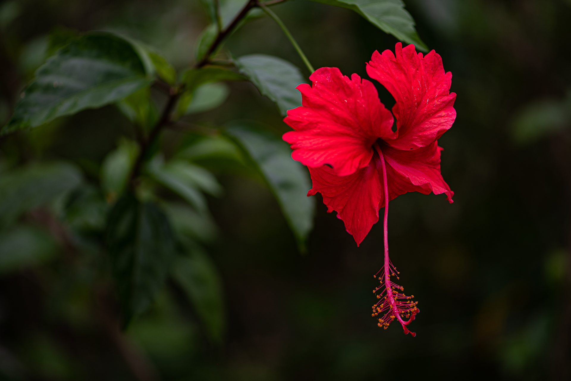 Red-hibiscus (Rosa sinensis) — The Sanctuary Estate, Nosara, Costa Rica