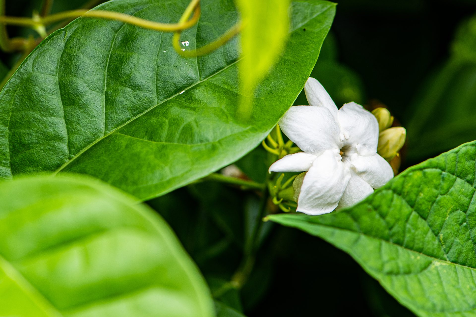 Arabian-jasmine (Jasminum sambac) — The Sanctuary Estate, Nosara, Costa Rica