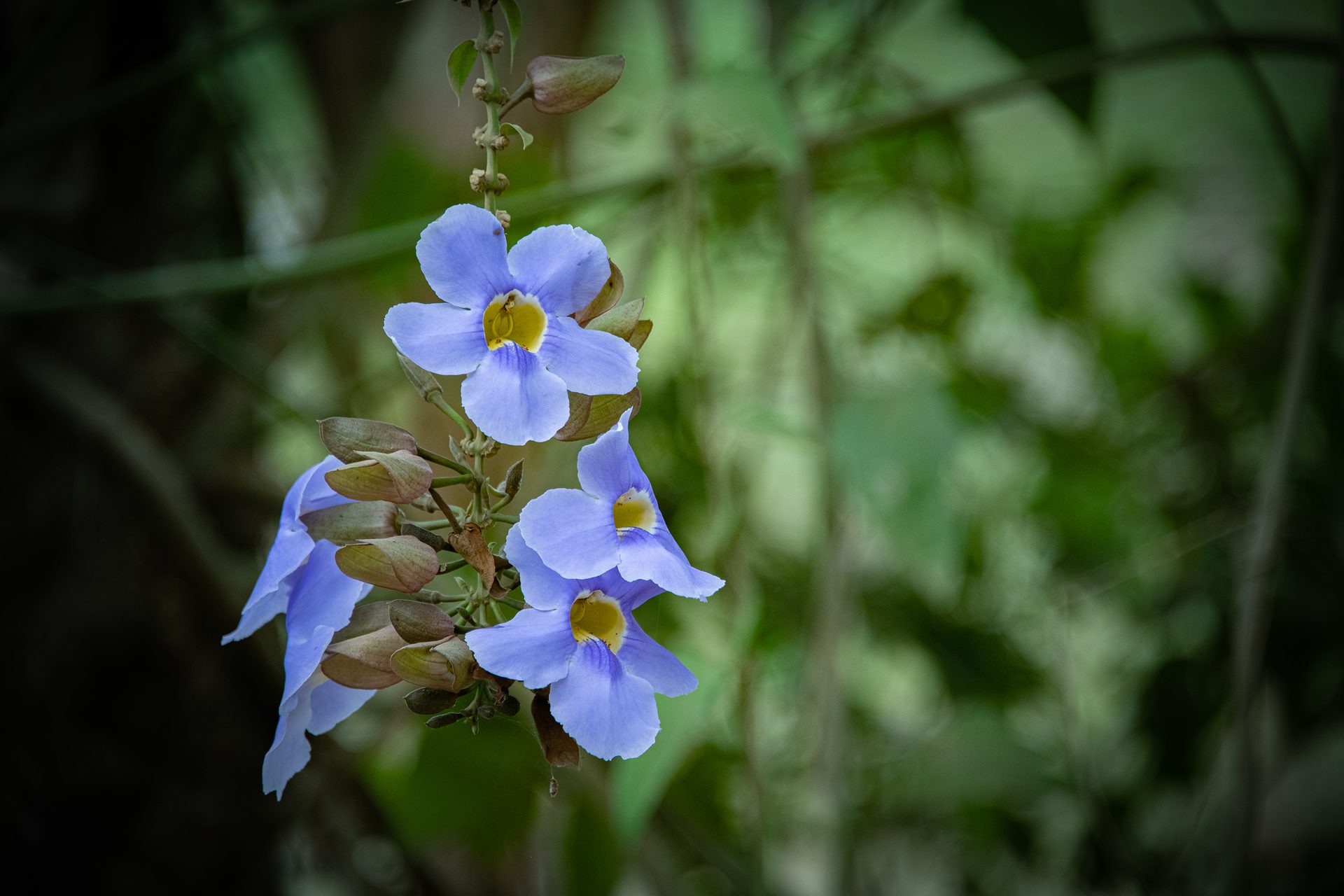 Purple-bengal-clockvine (Thunbergia grandiflora) — The Sanctuary Estate, Nosara, Costa Rica