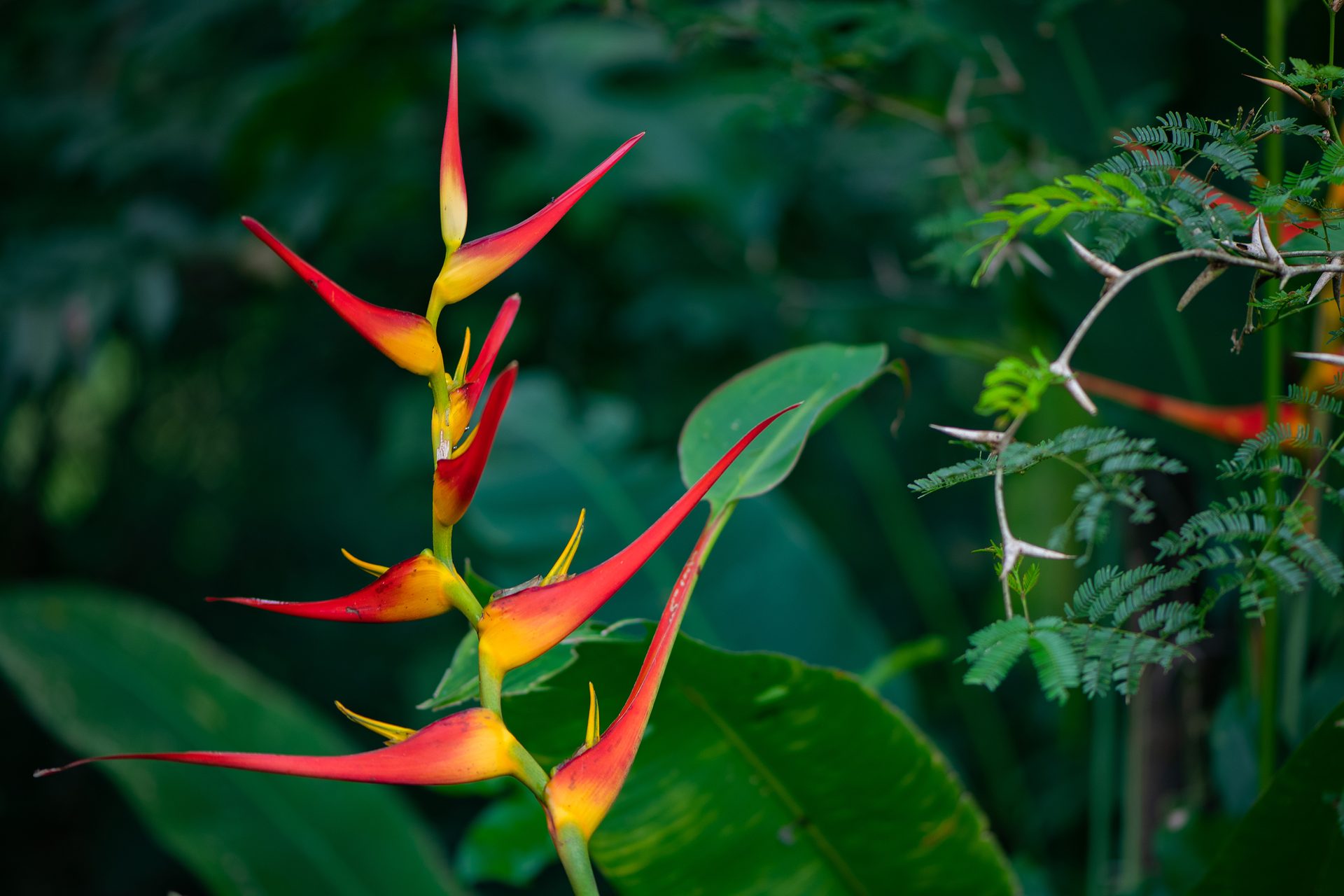 Heliconia psittacorum — The Sanctuary Estate, Nosara, Costa Rica