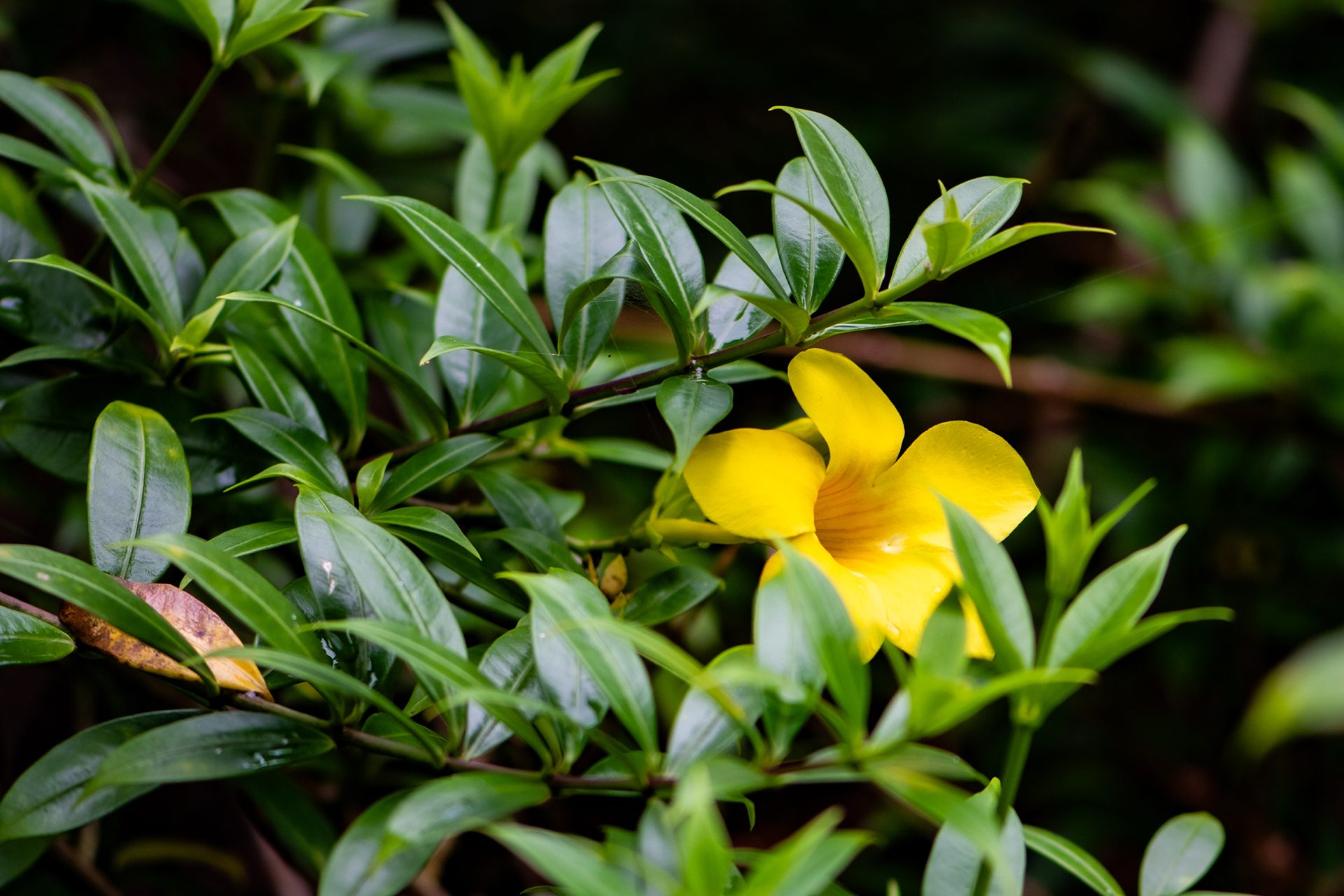 Yellow (Allamanda cathartica) — The Sanctuary Estate, Nosara, Costa Rica