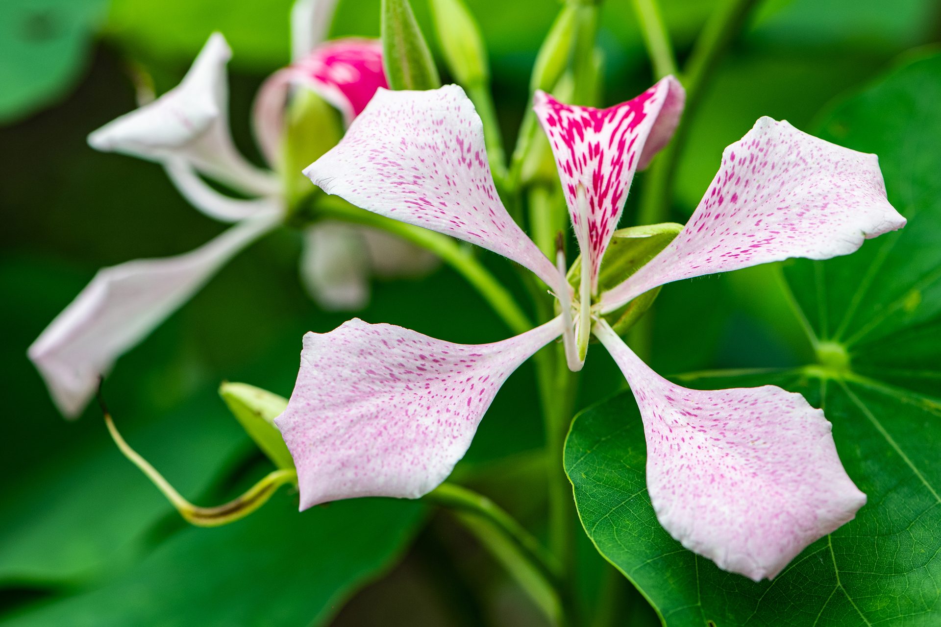 Hong-kong-orchid (Bauhinia blakeana) — The Sanctuary Estate, Nosara, Costa Rica
