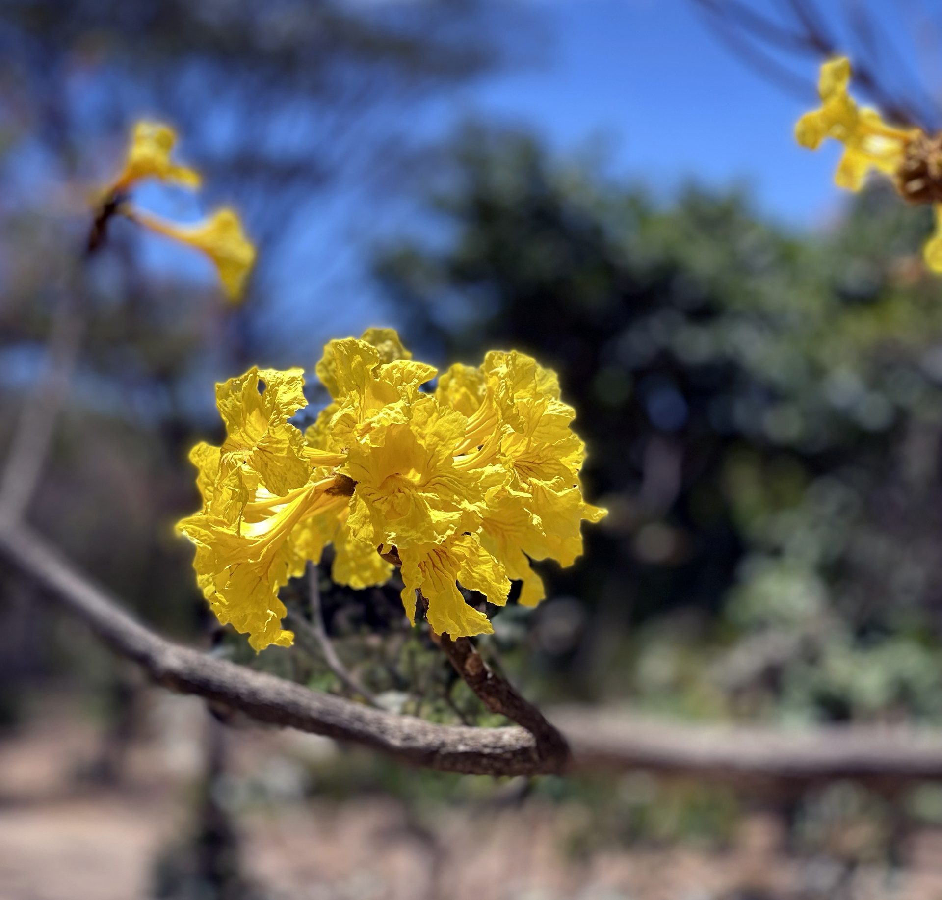 Cortez-amarillo (Handroanthus ochraceus) — The Sanctuary Estate, Nosara, Costa Rica