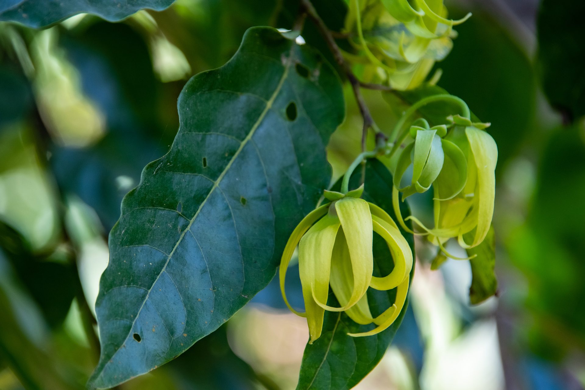 Ylang-ylang (Cananga odorata) — The Sanctuary Estate, Nosara, Costa Rica