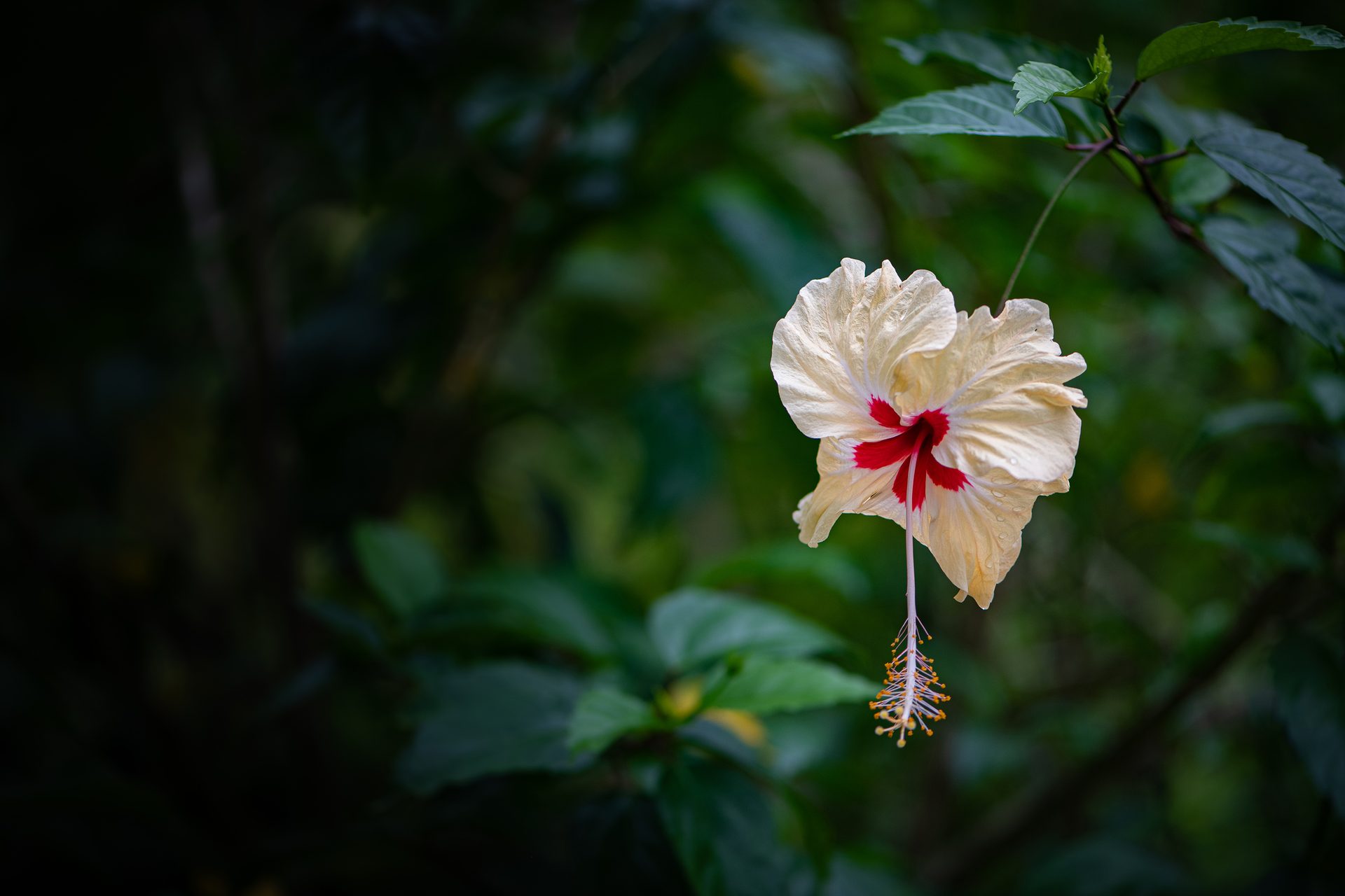 Yellow-hibiscus (Rosa sinensis) — The Sanctuary Estate, Nosara, Costa Rica