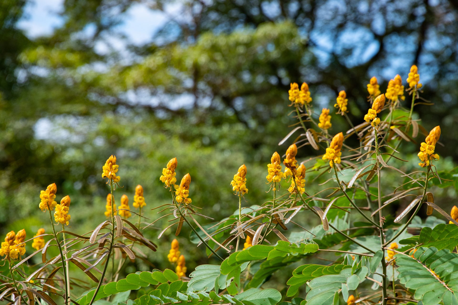 Emperors-candlestick (Senna alata) — The Sanctuary Estate, Nosara, Costa Rica