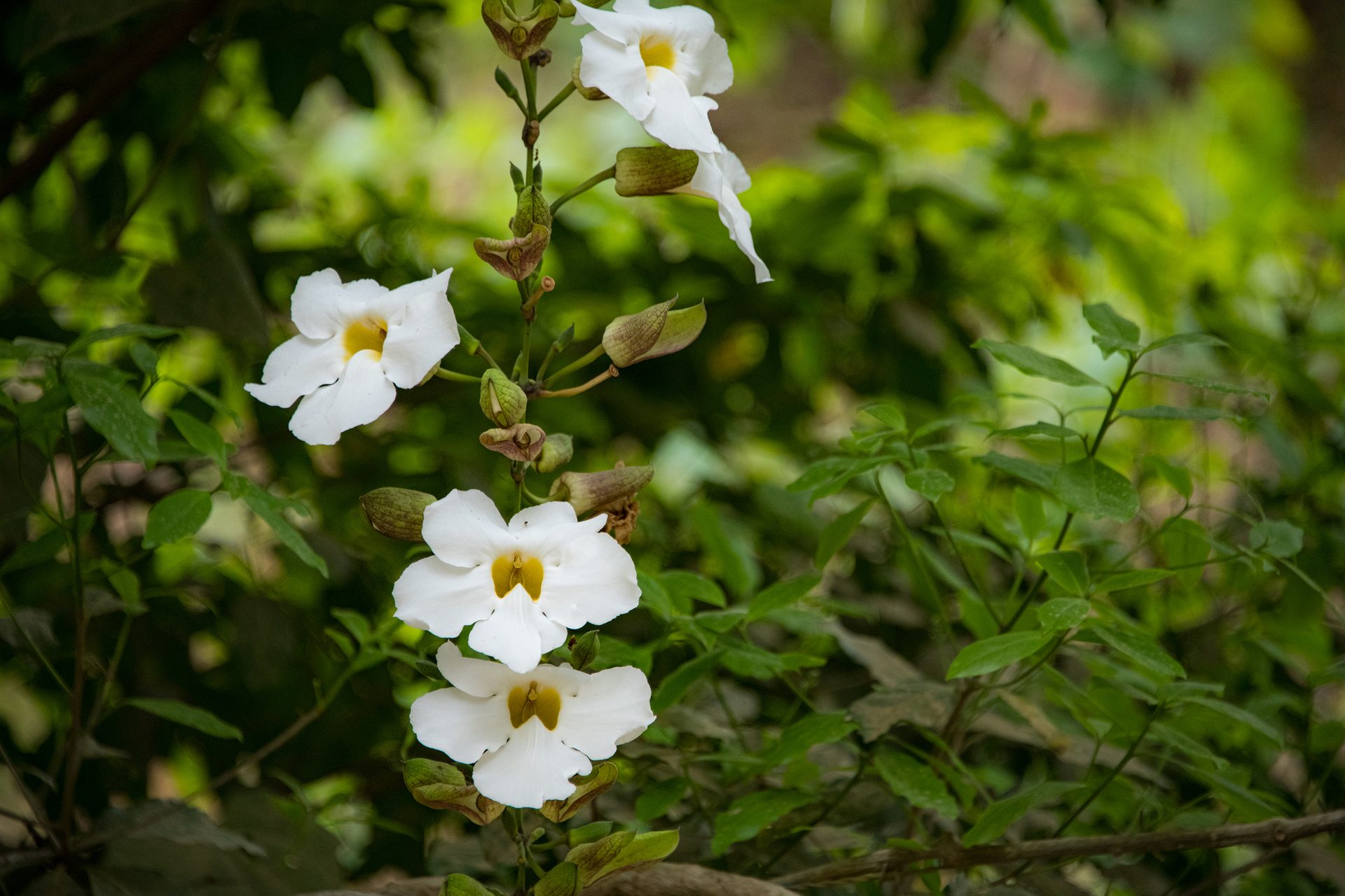 White-bengal-clockvine (Thunbergia grandiflora) — The Sanctuary Estate, Nosara, Costa Rica