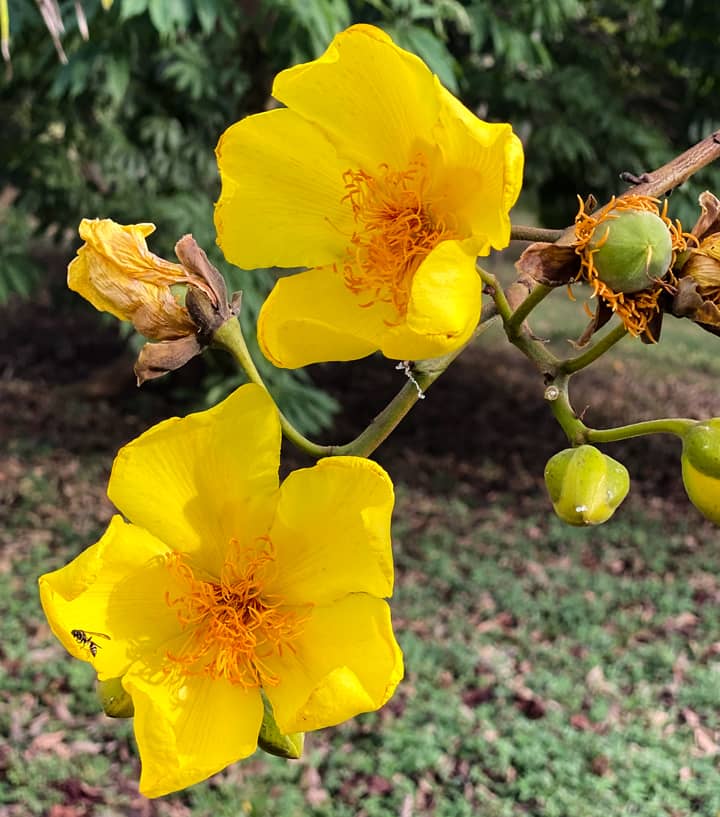 Poro-poro (Cochlospermum vitifolium) — The Sanctuary Estate, Nosara, Costa Rica