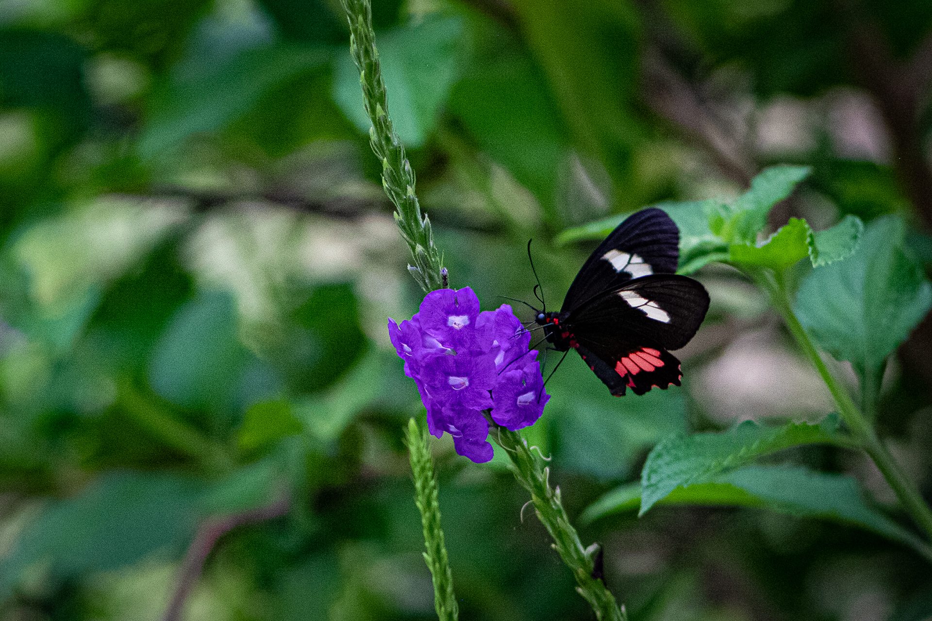 Purple-periwinkle (Catharanthus roseus) — The Sanctuary Estate, Nosara, Costa Rica