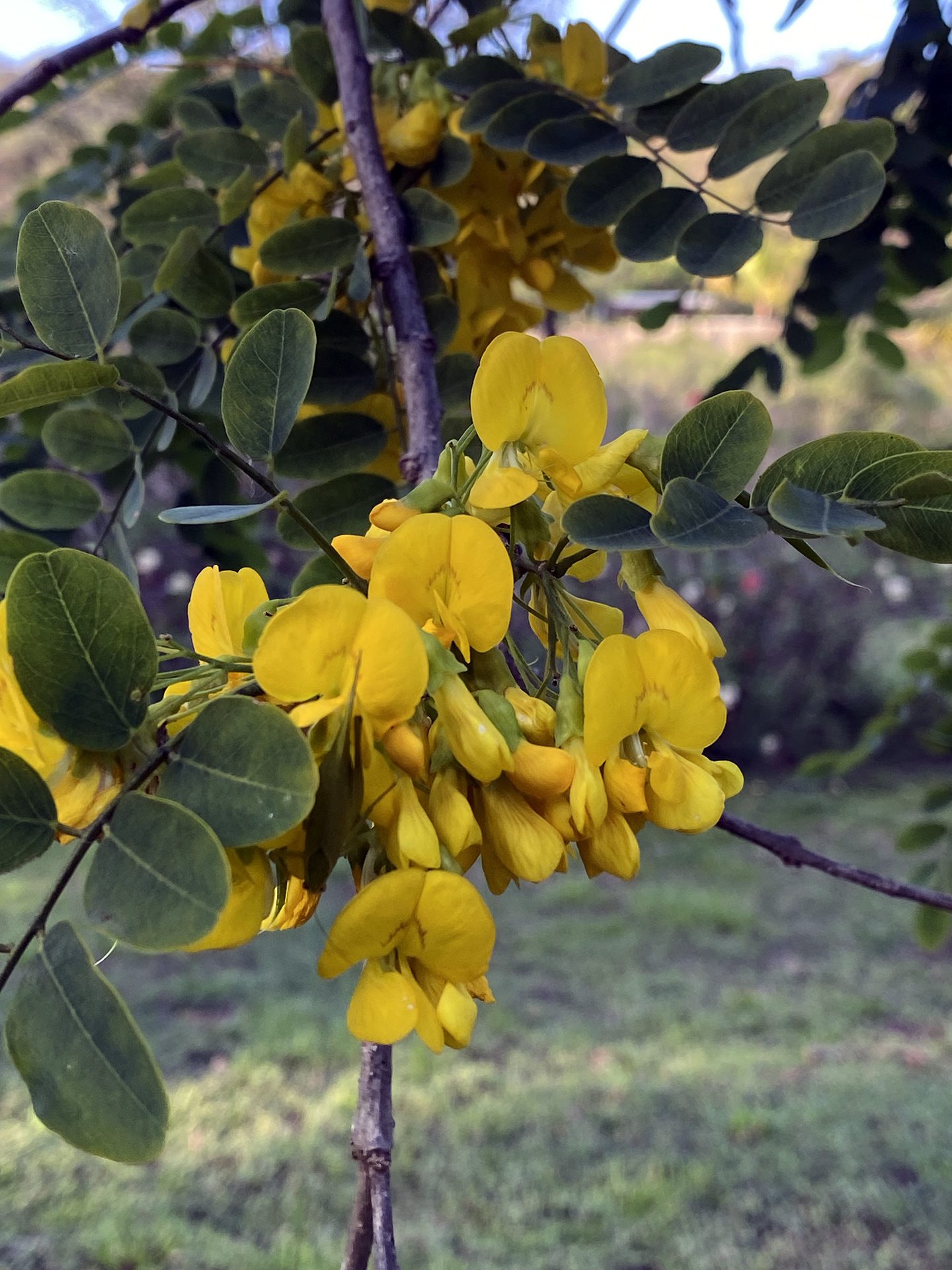 Golden-shower (Cassia fistula) — The Sanctuary Estate, Nosara, Costa Rica