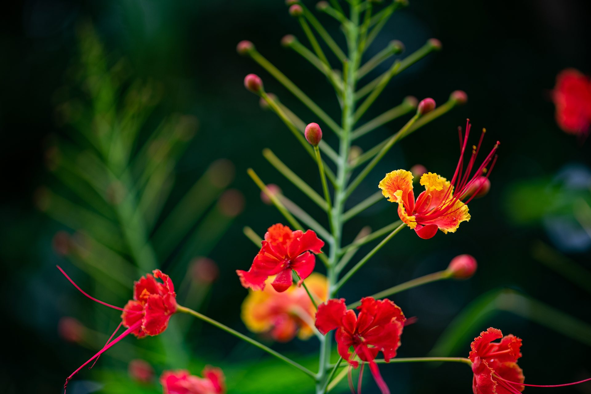 Caesalpinia (Pulcherrima orange) — The Sanctuary Estate, Nosara, Costa Rica