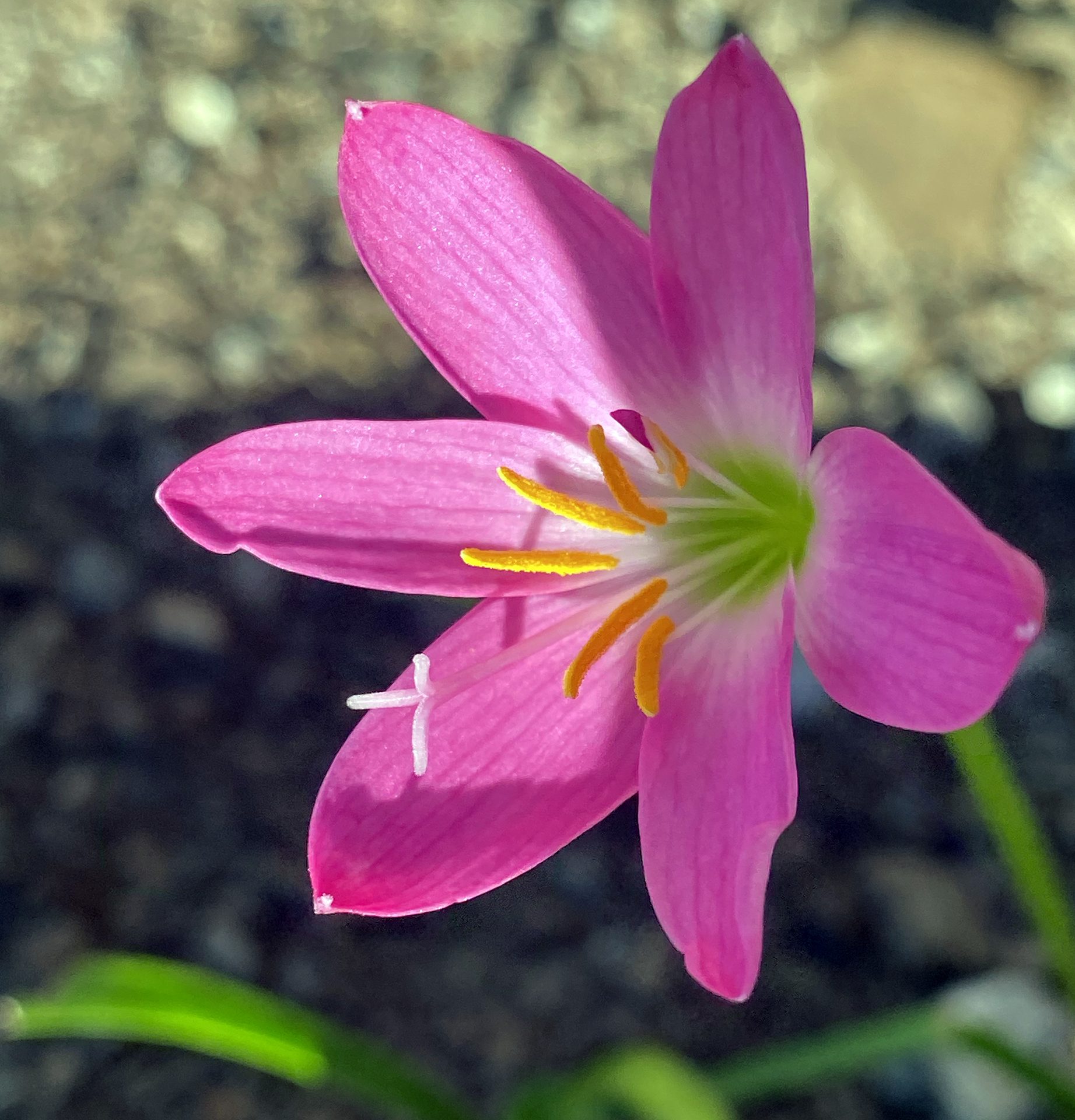 Rain-lily (Zephyranthes carinata) — The Sanctuary Estate, Nosara, Costa Rica