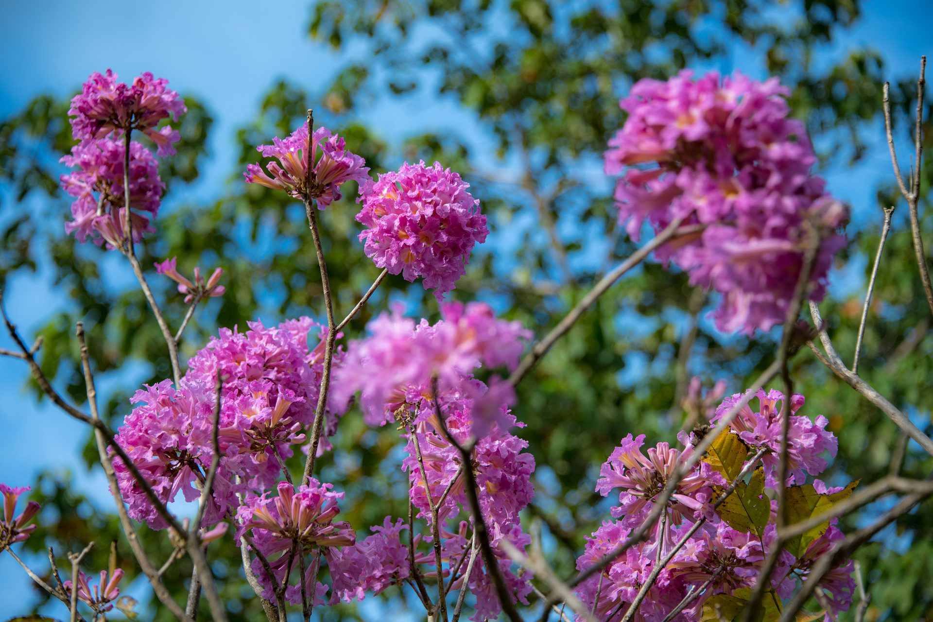 Cortez-negro (Tabebuia rosea) — The Sanctuary Estate, Nosara, Costa Rica