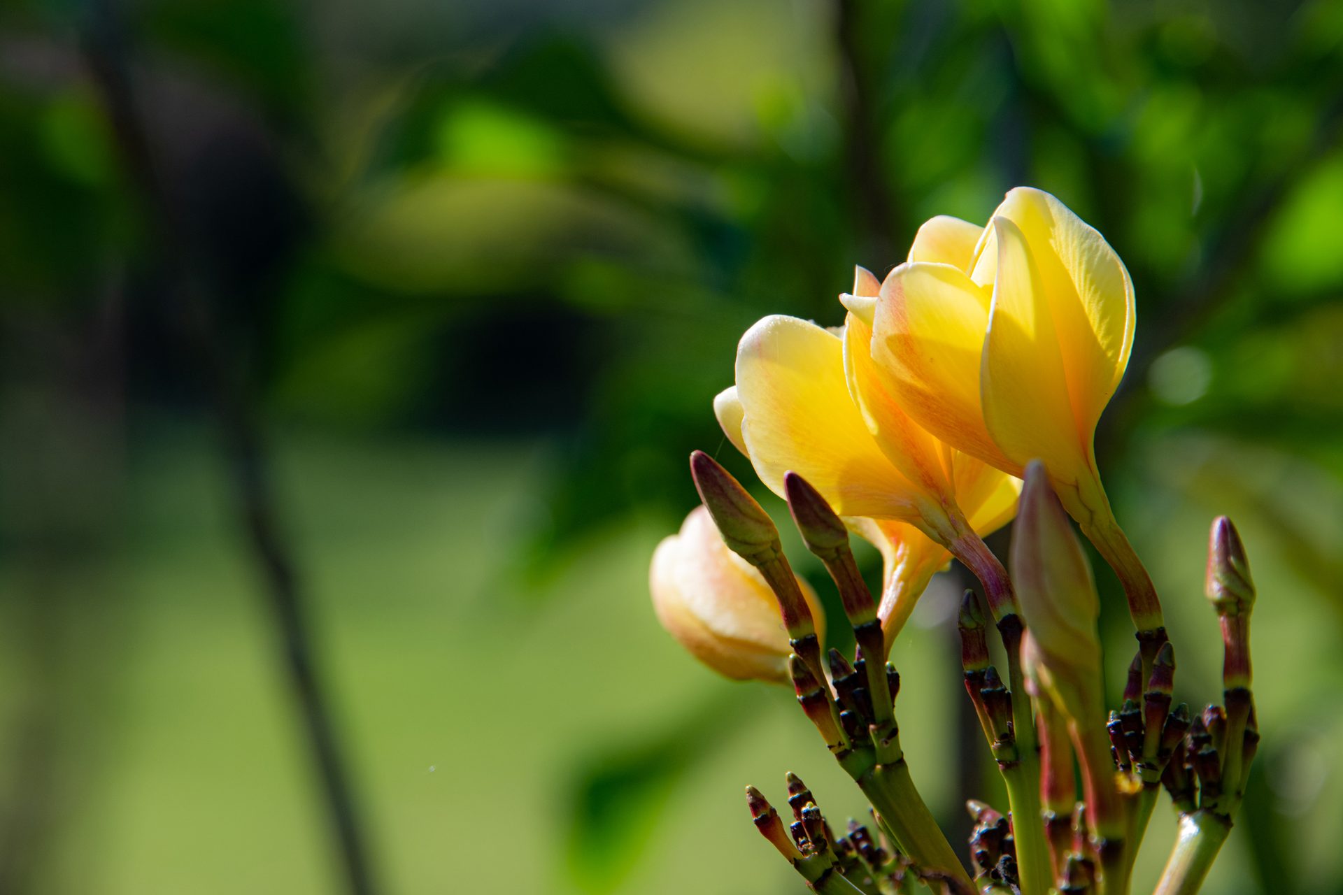 Yellow (Plumeria rubra) — The Sanctuary Estate, Nosara, Costa Rica