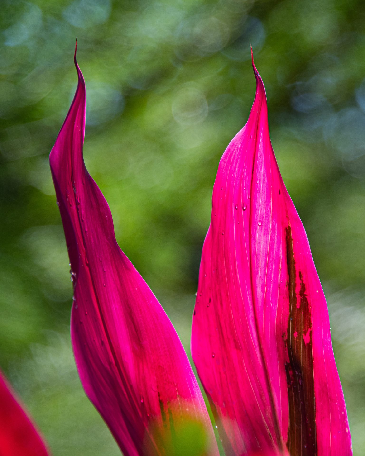 Cordyline fruticosa — The Sanctuary Estate, Nosara, Costa Rica
