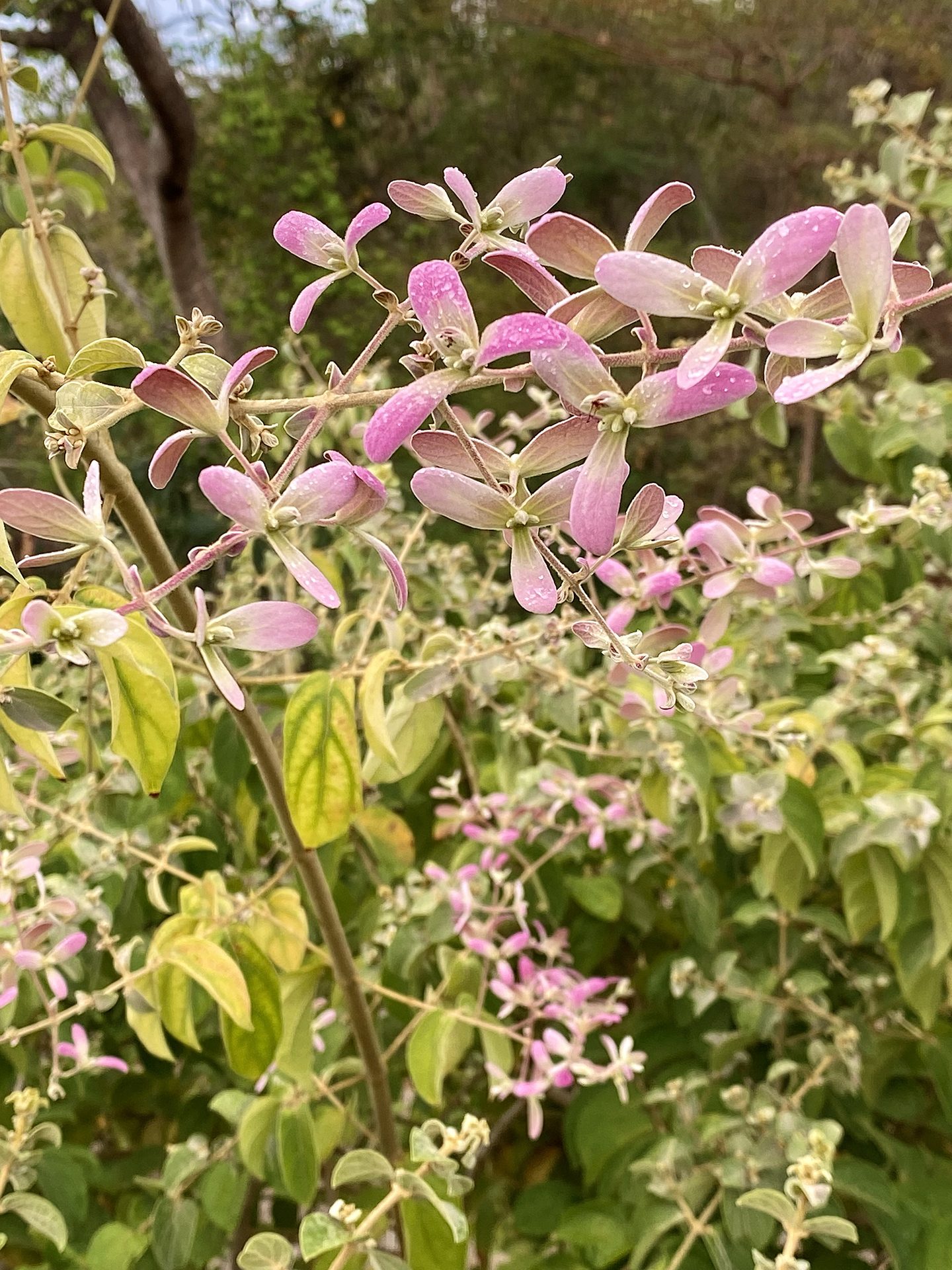 Shower-orchid-vine (Congea tomentosa) — The Sanctuary Estate, Nosara, Costa Rica