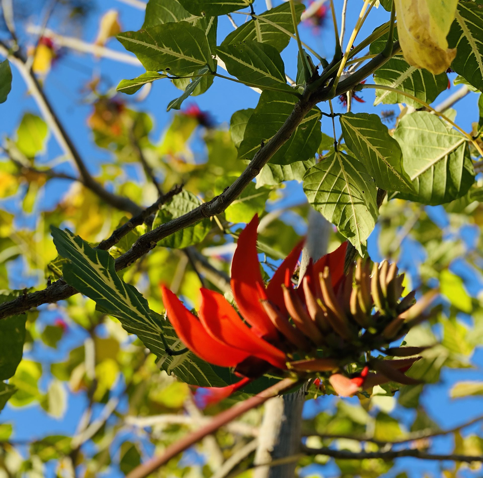 Indian-coral-tree (Erythrina variegata) — The Sanctuary Estate, Nosara, Costa Rica