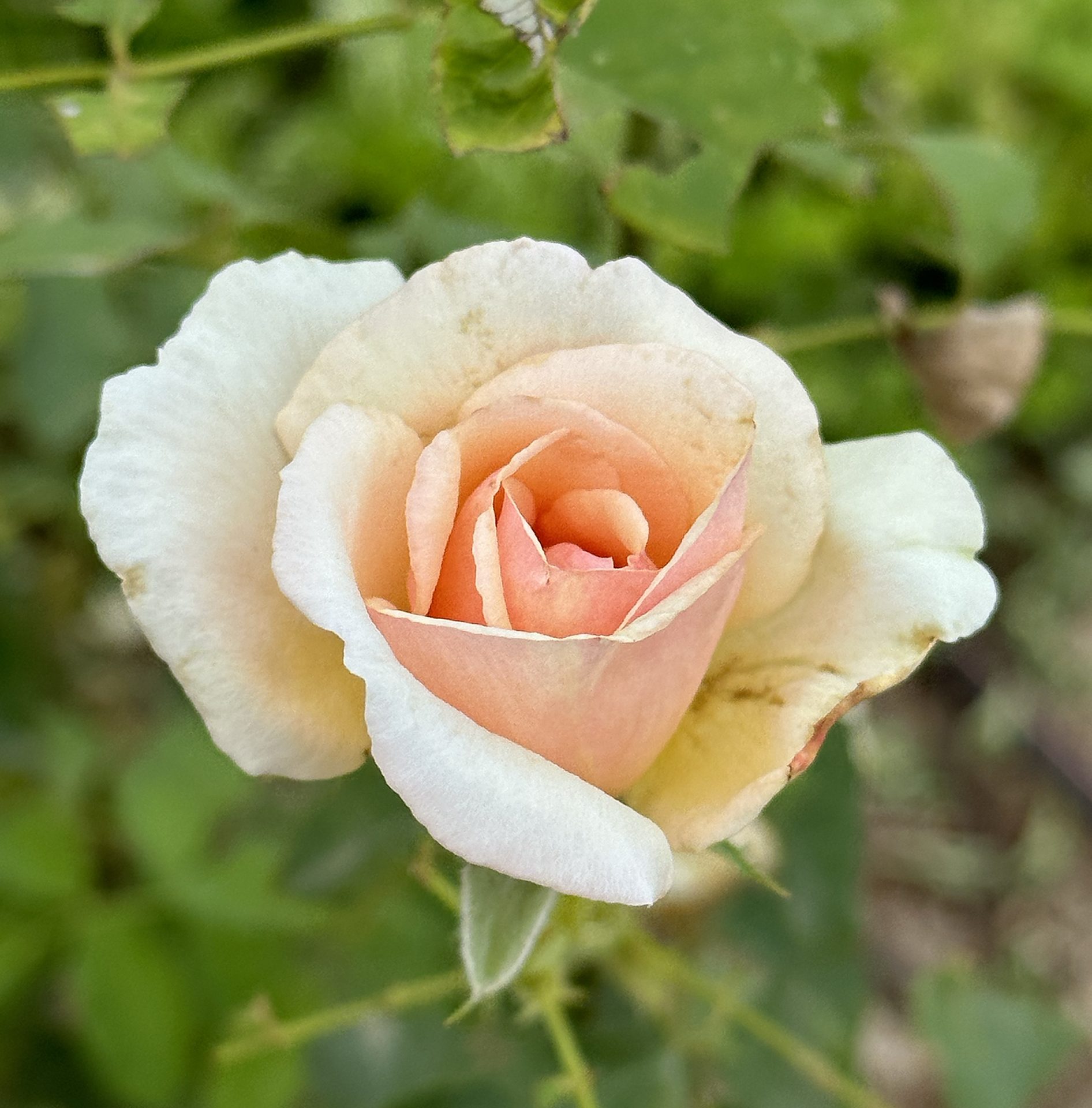 Rose — The Sanctuary Estate, Nosara, Costa Rica